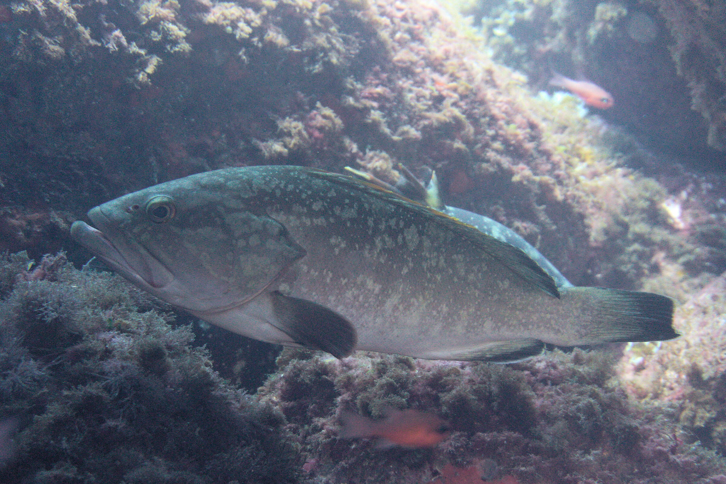 Cernia 2