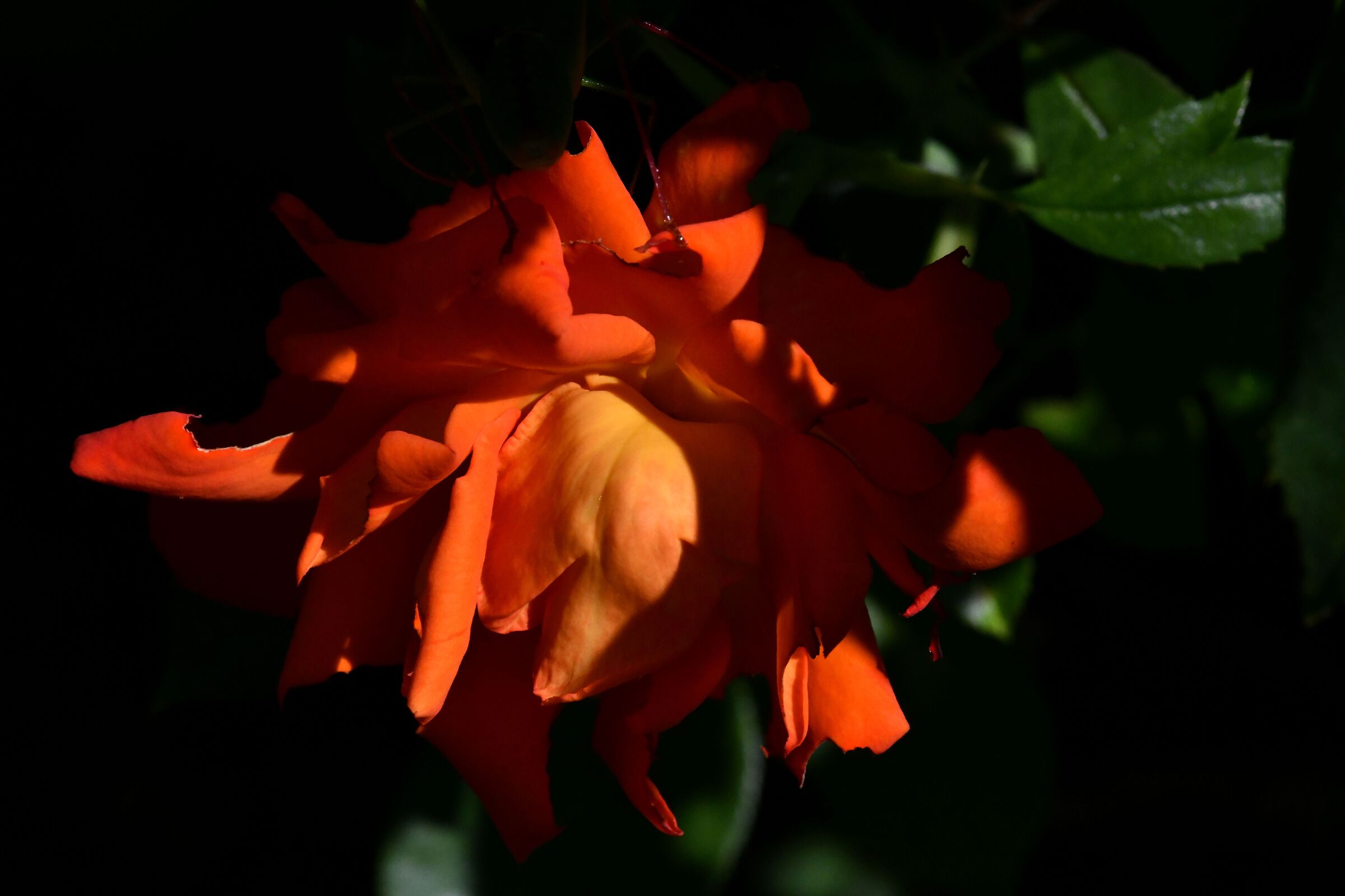 esplosione di colore