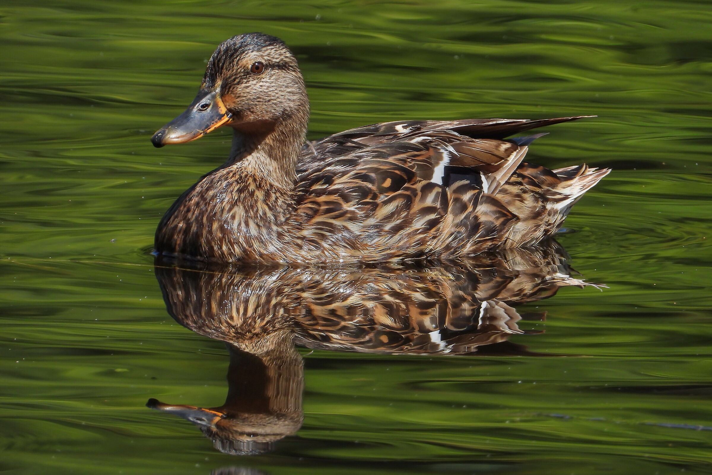 Mallard female