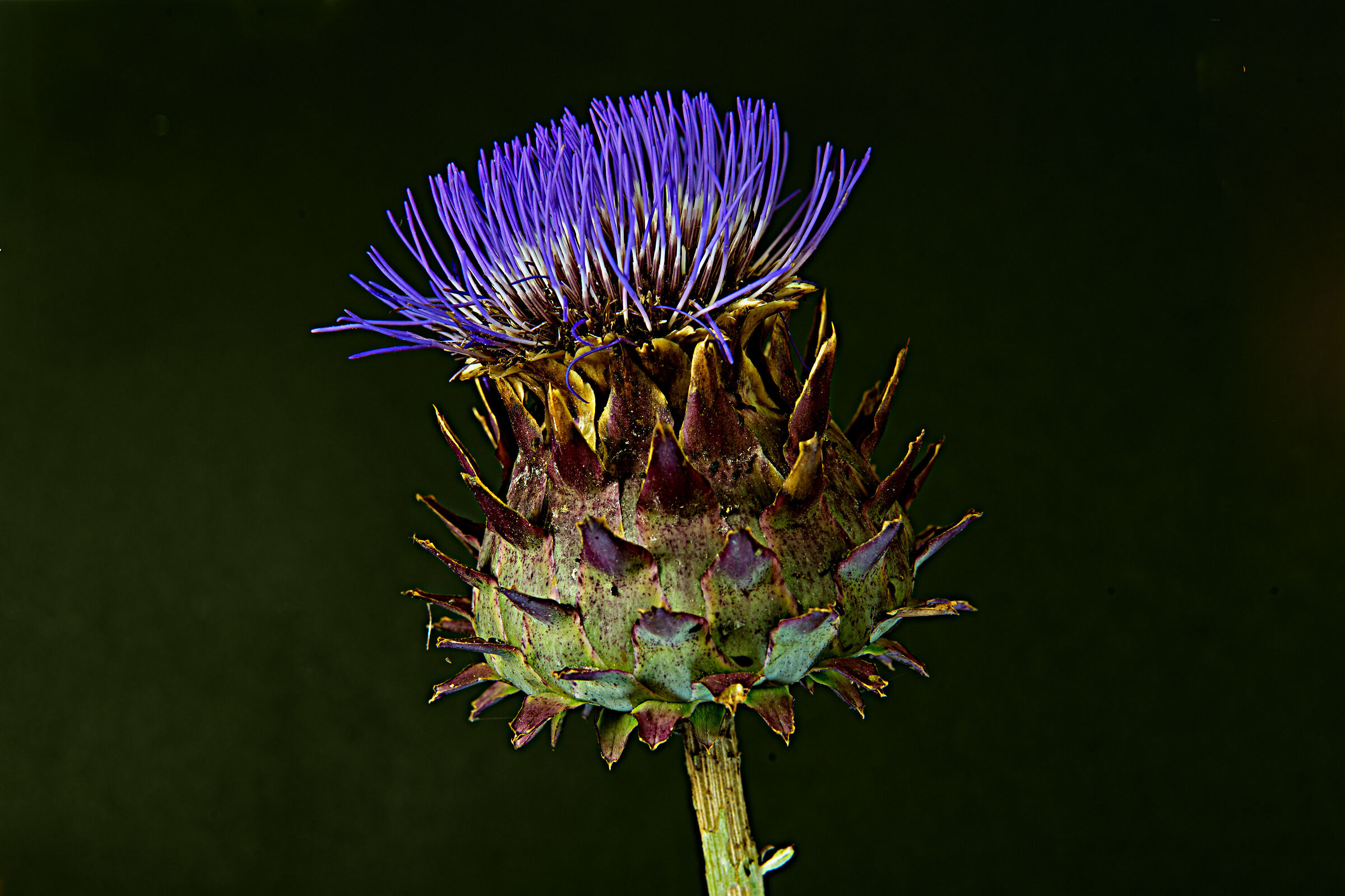 Artichoke flower...