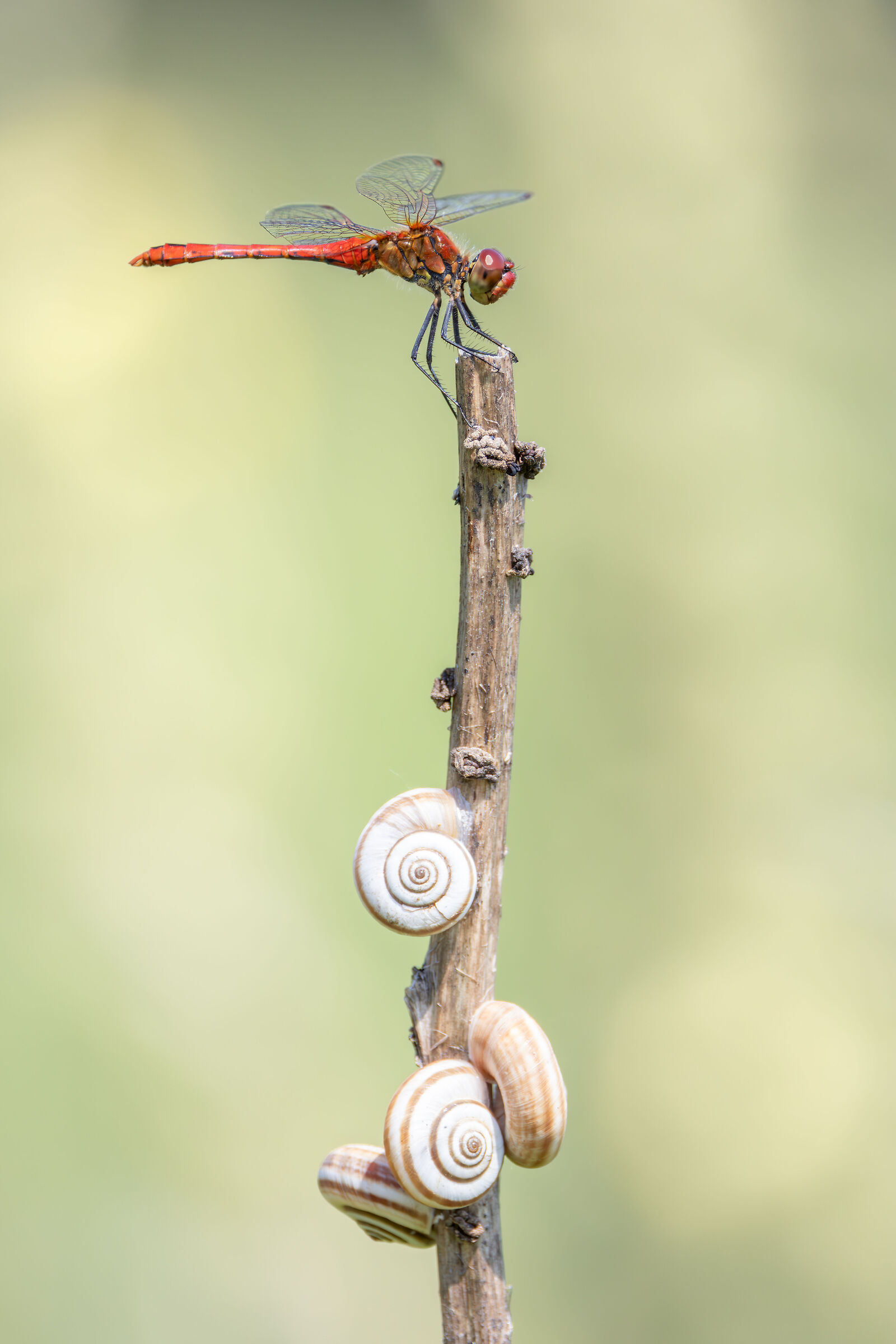 Sympetrum sanguineum