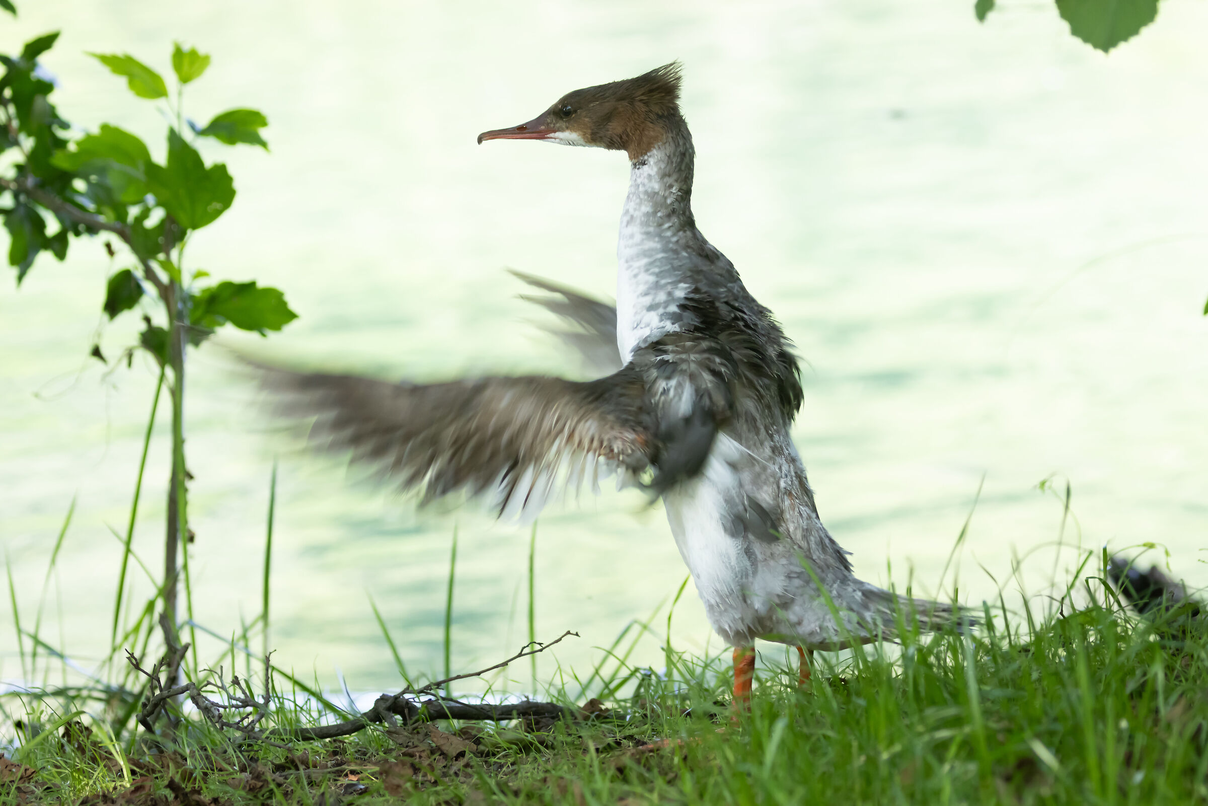 Smergo - North Adda Park