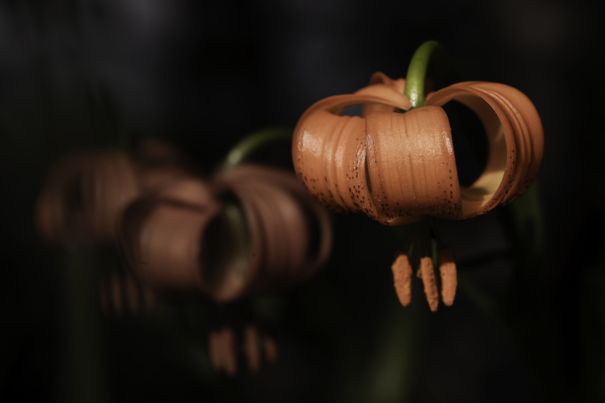 Lilium Carniolicum or Lily of Carnia