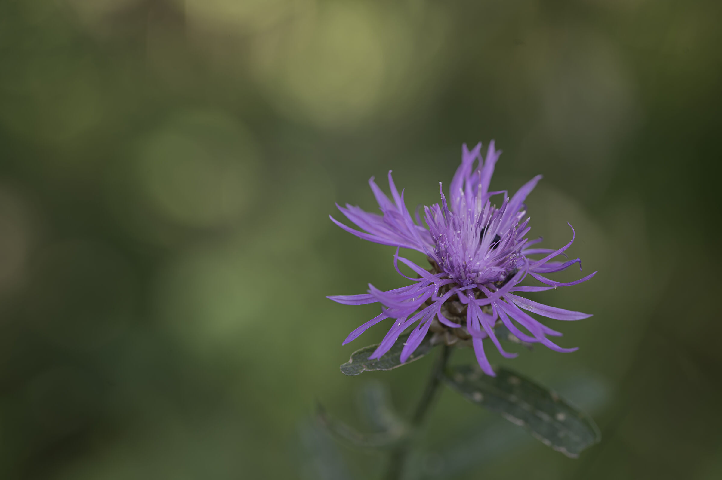 Cornflower