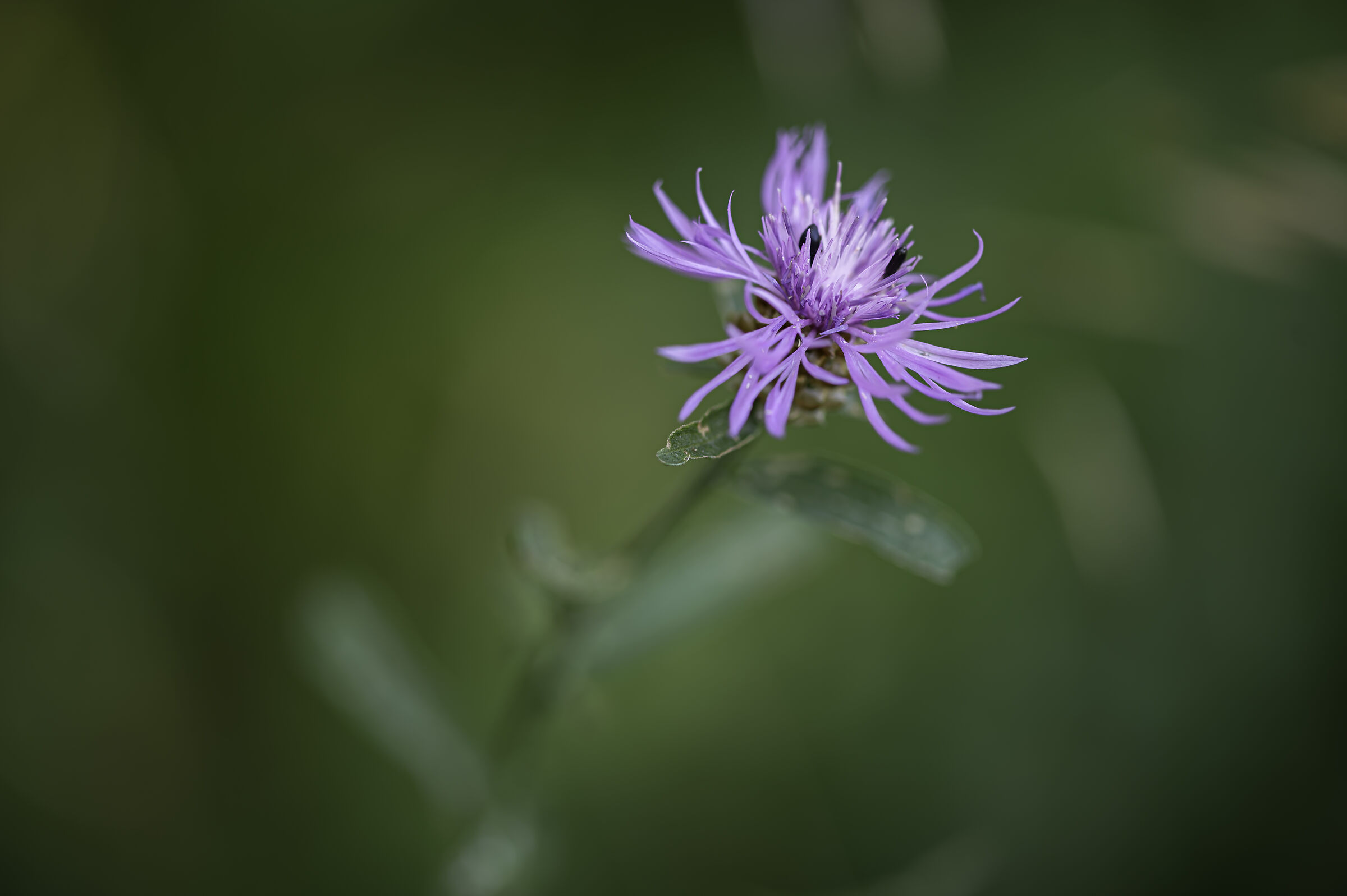 Cornflower