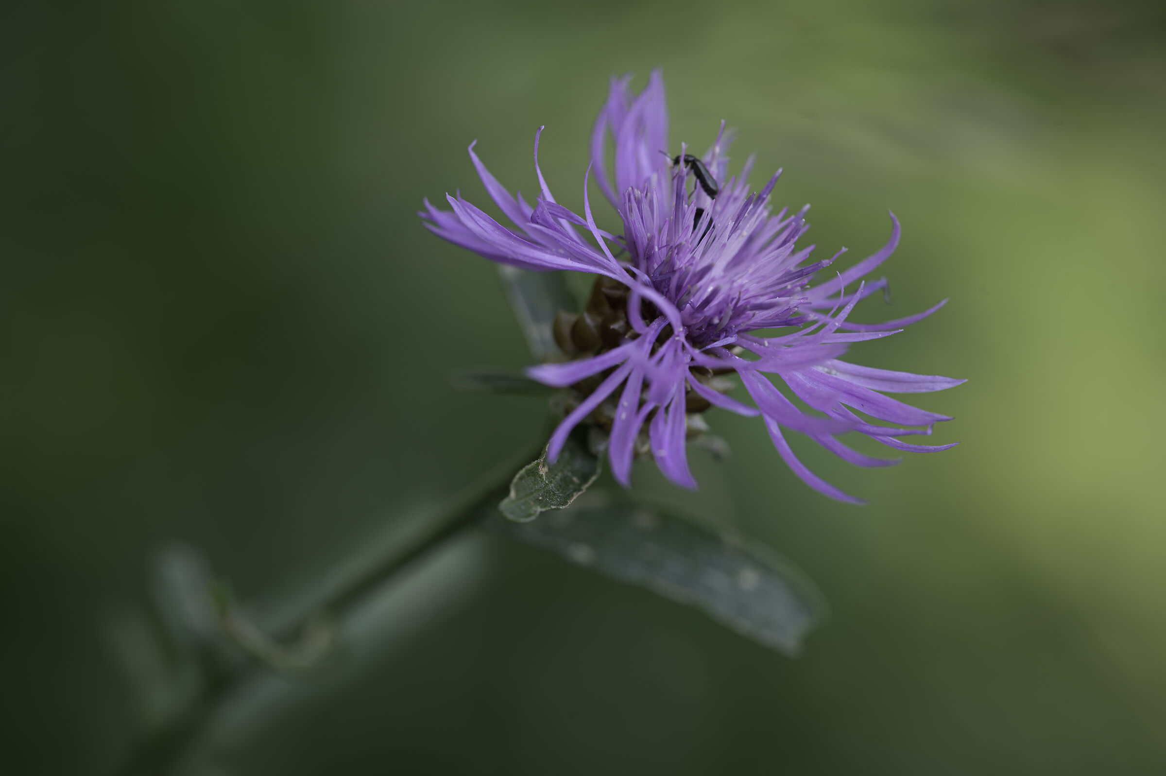 Cornflower