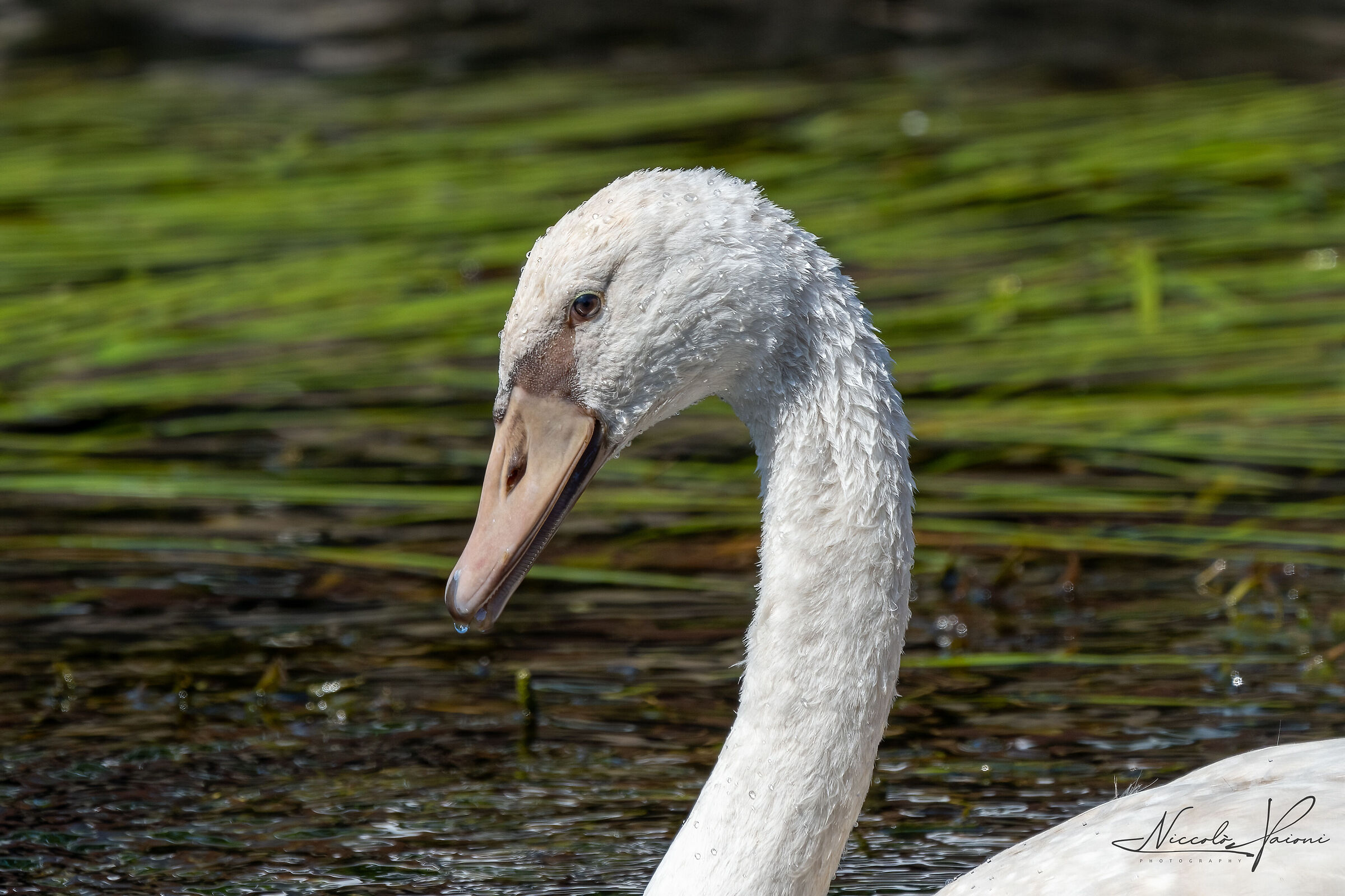 swan