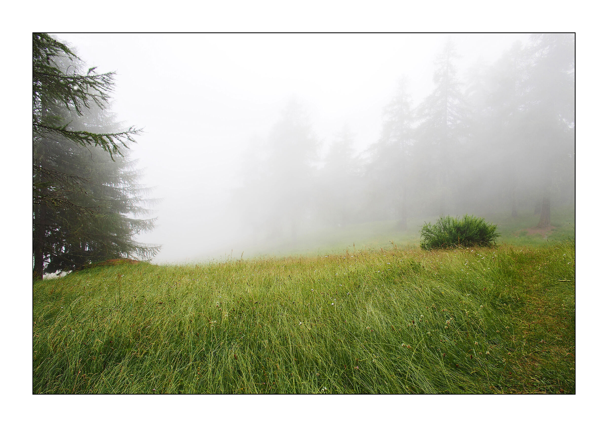 Nebbia tra i pini