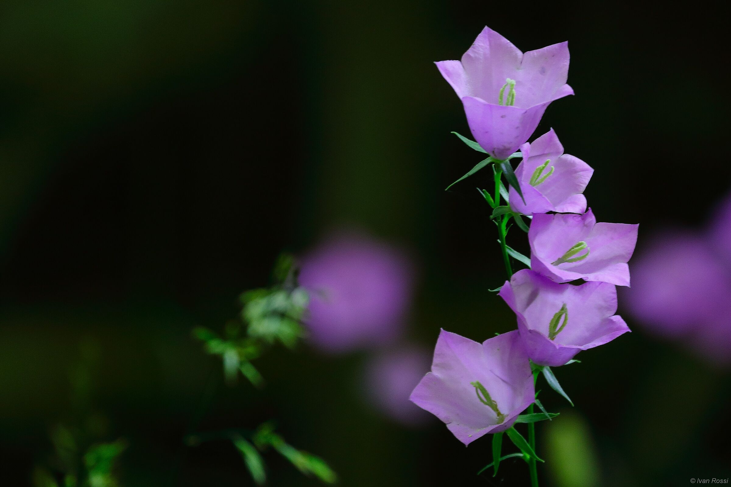 Campanula persicifollia