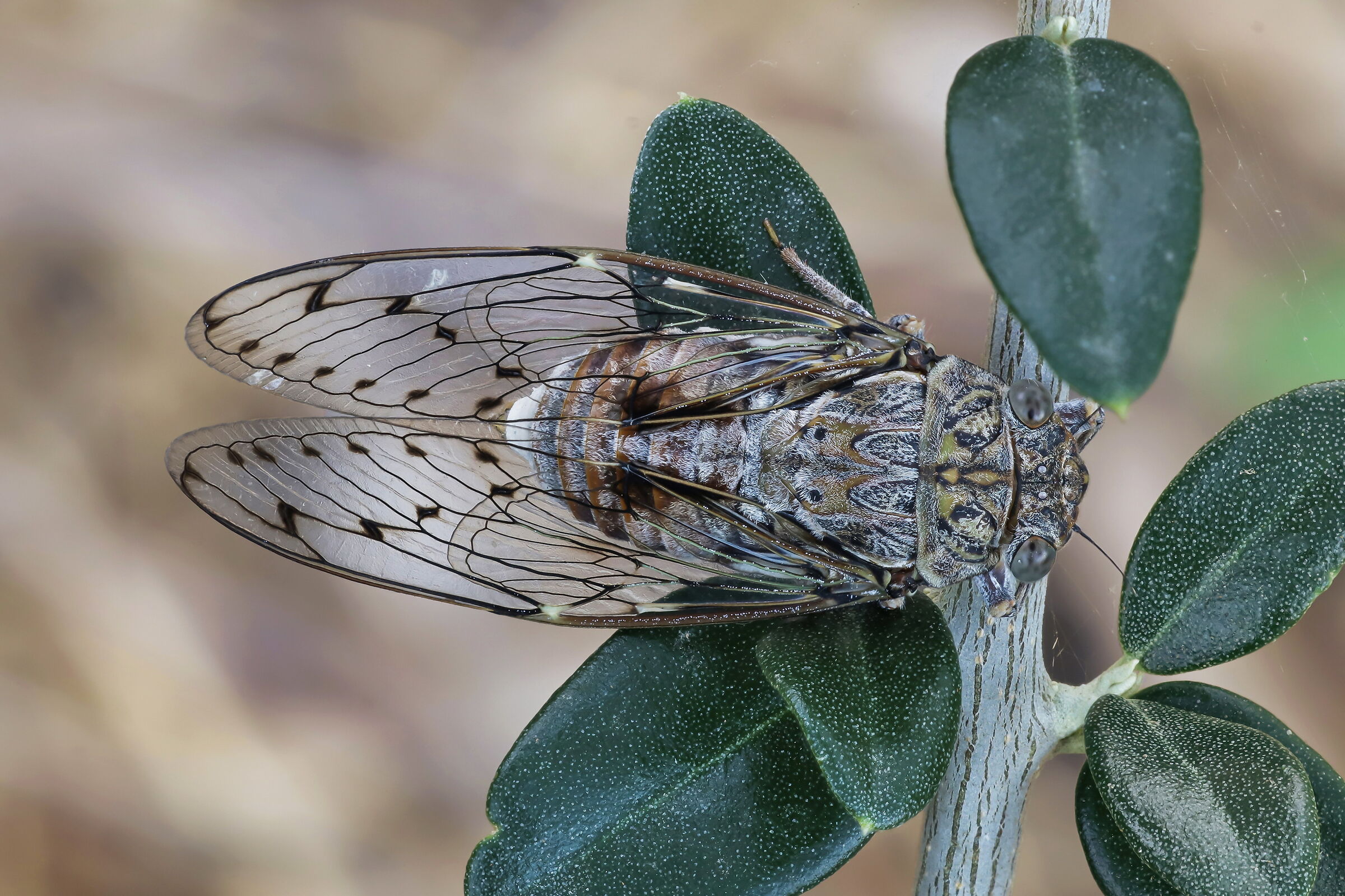 Cicada