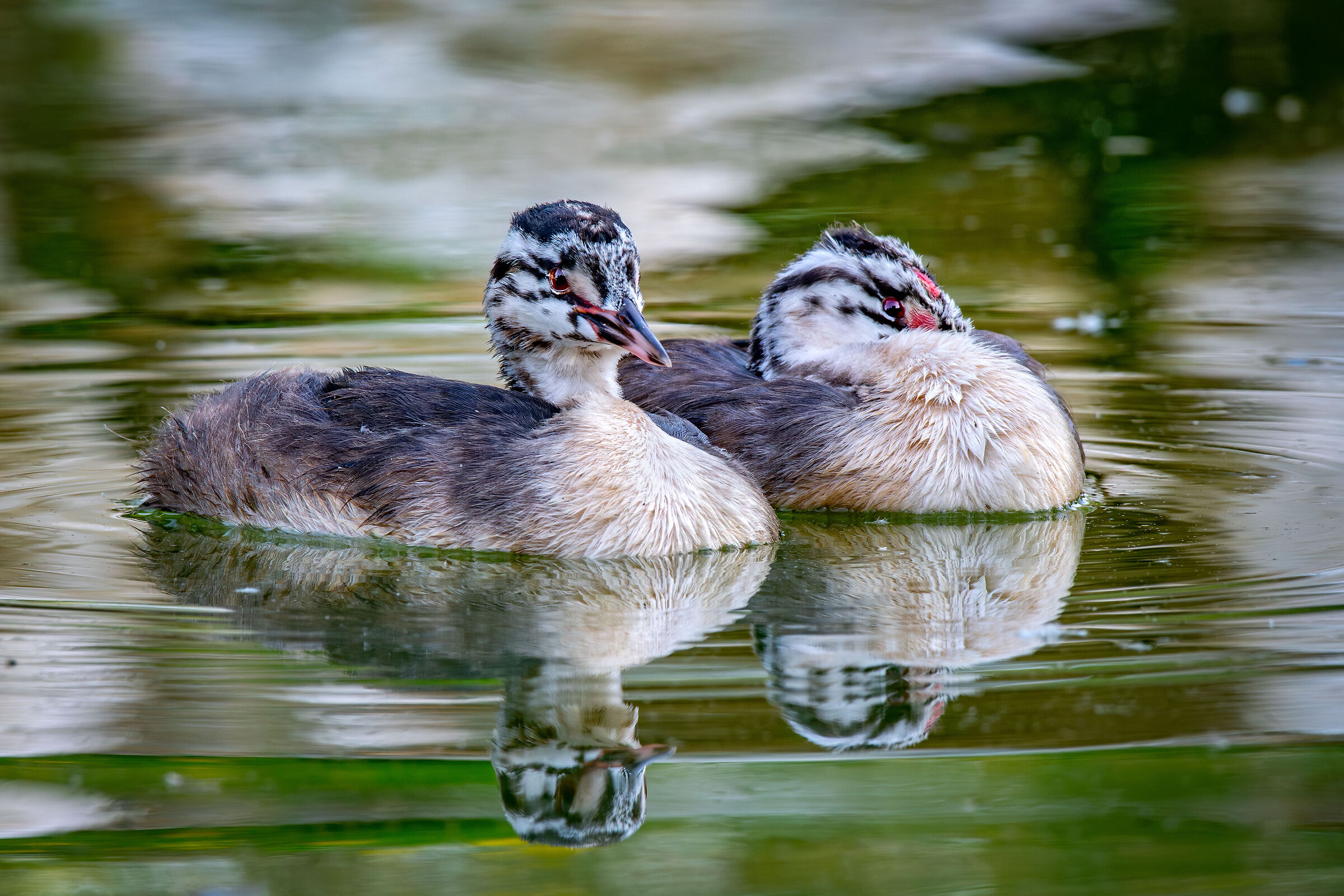 Grebes