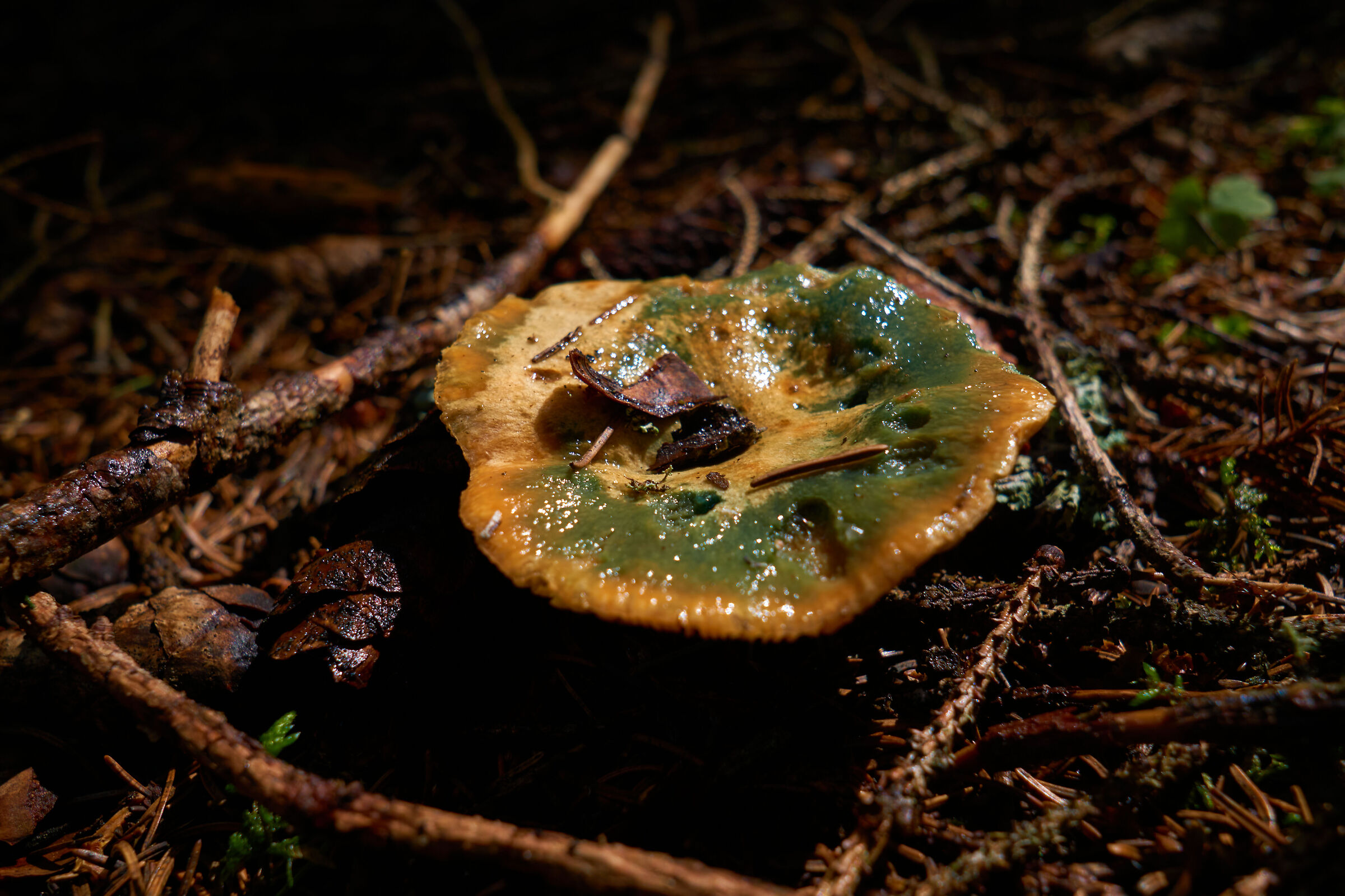 Mushroom