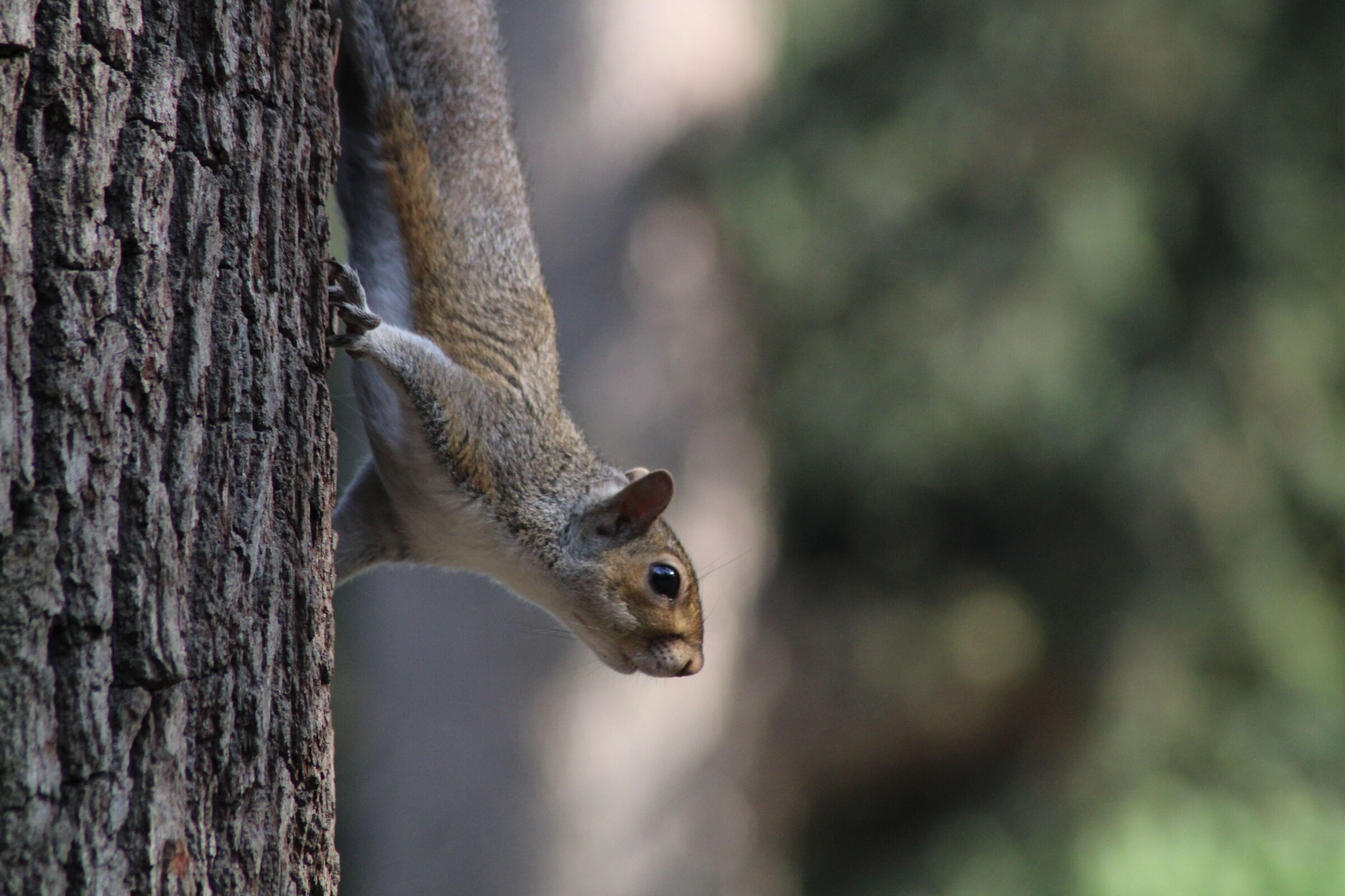 Squirrel