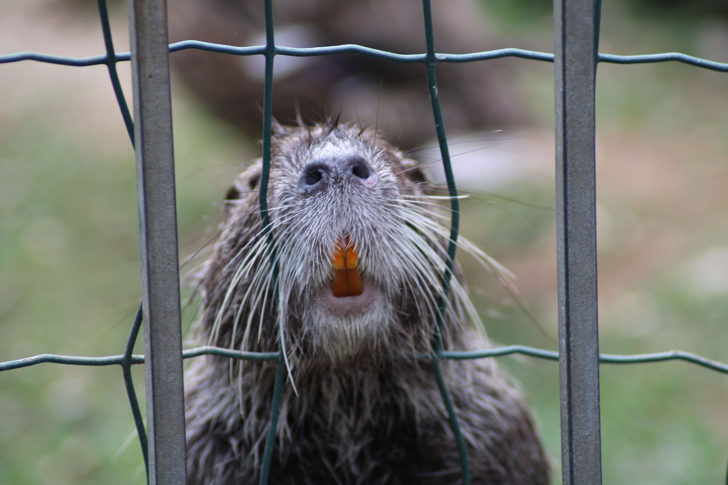 Nutria