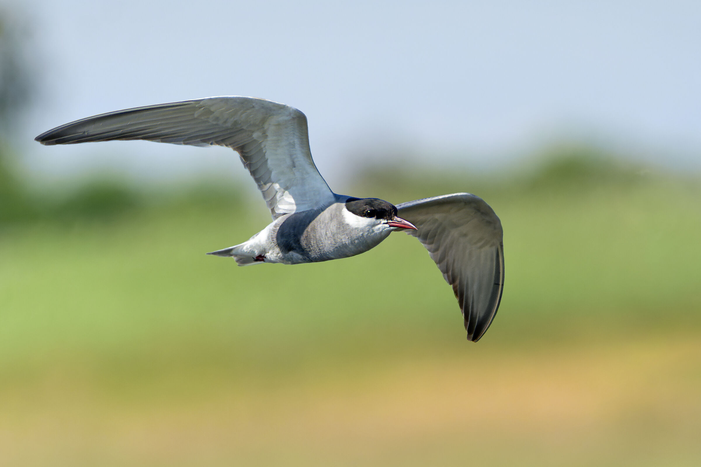 Zow! - Mignattino piombato