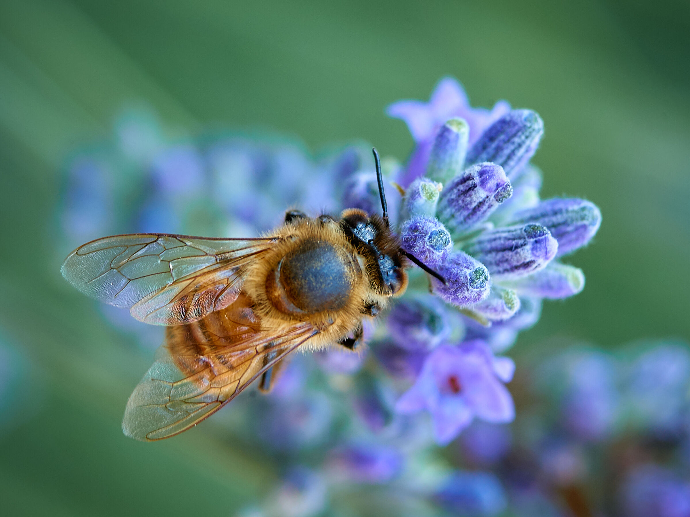 La lavanda è sempre buona...
