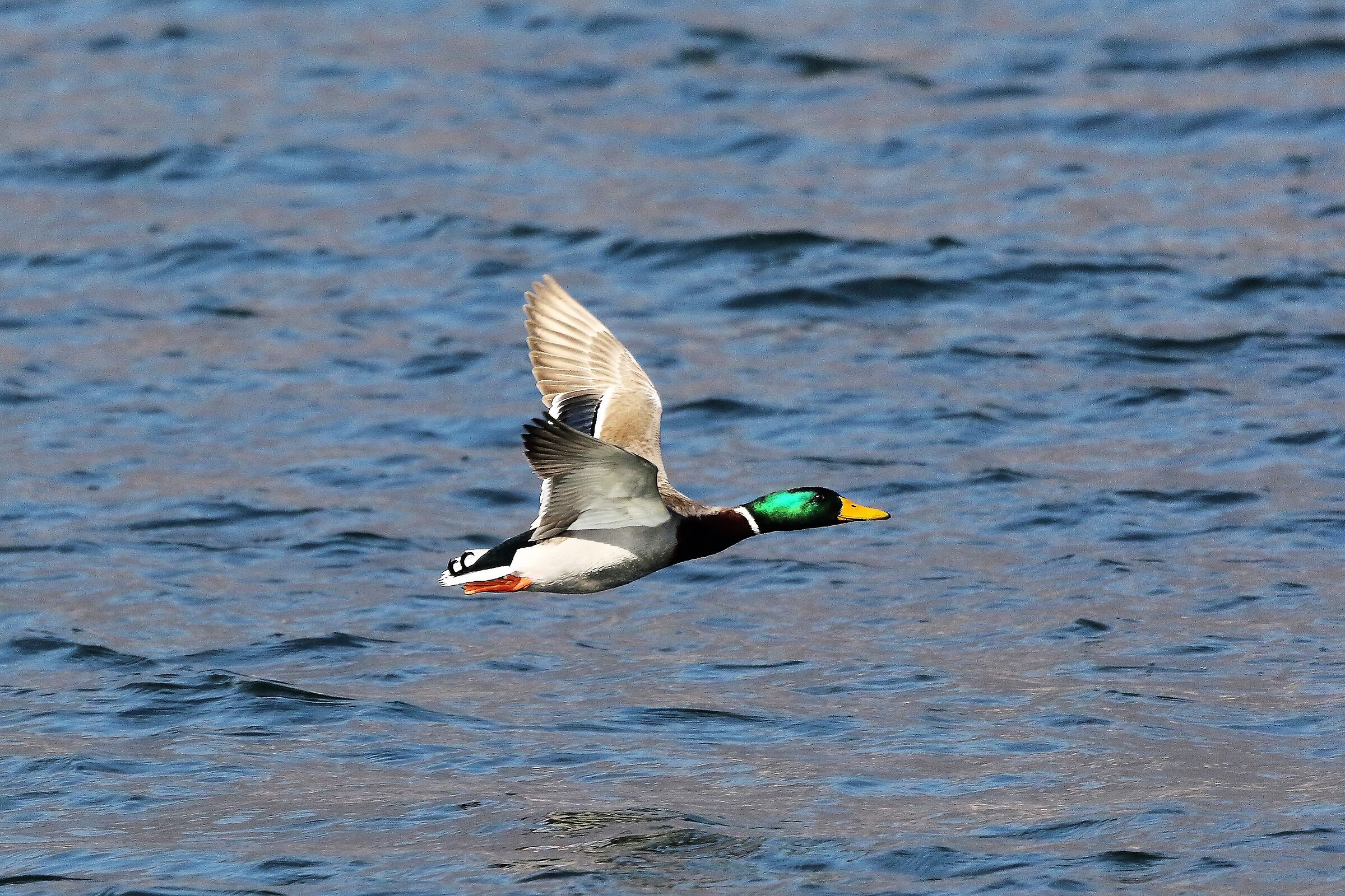 Germano 03 marzo 2023