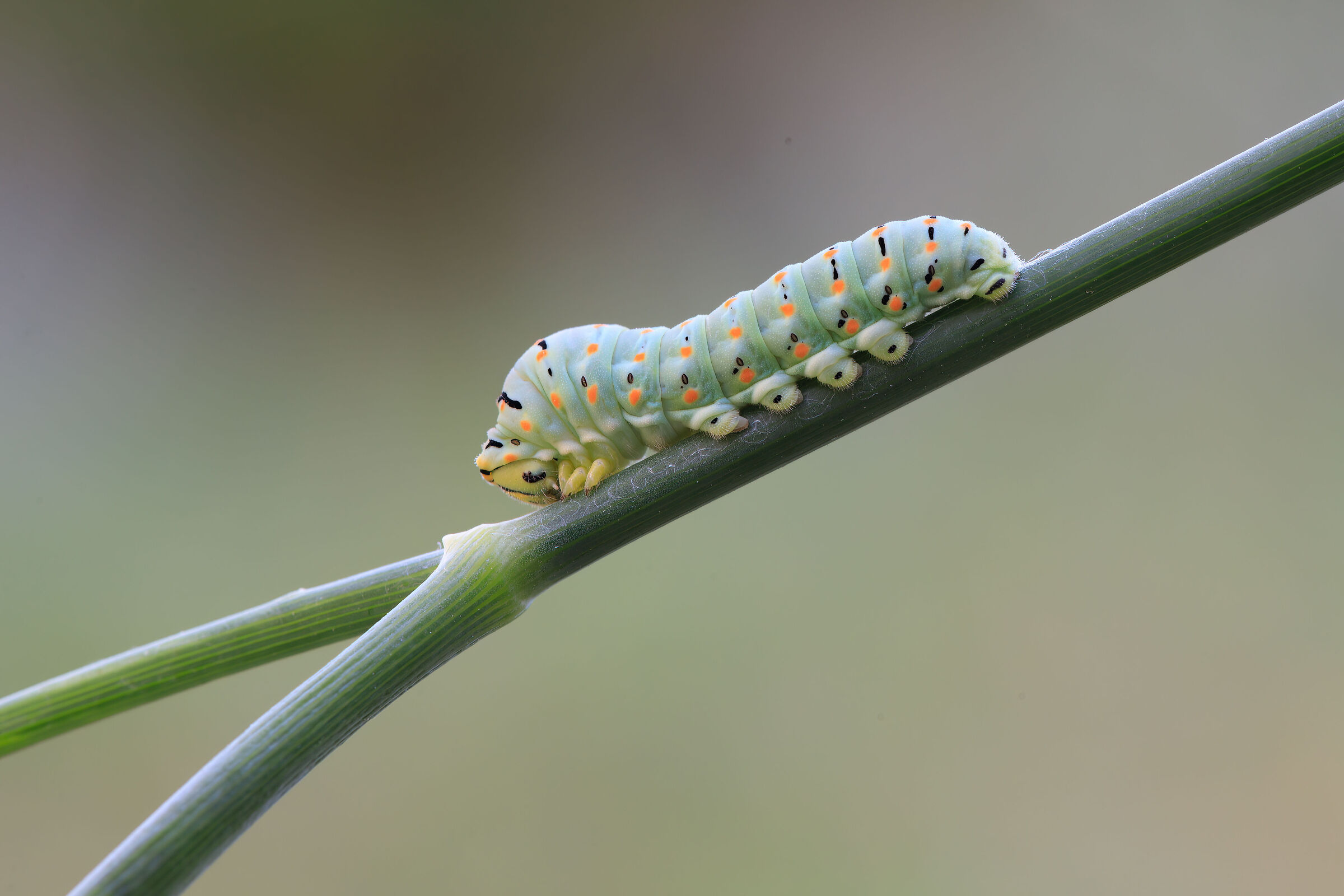 Macaone caterpillar