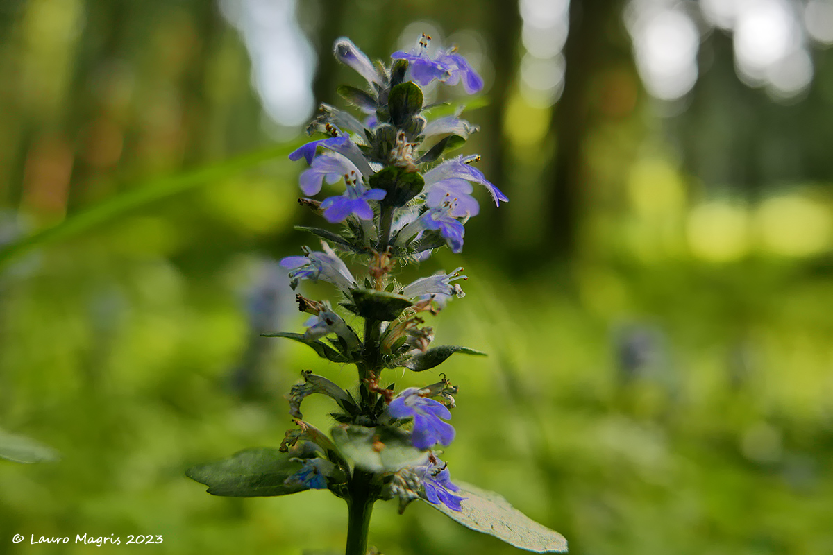 Bugola  "nome scientifico Ajuga Sp"