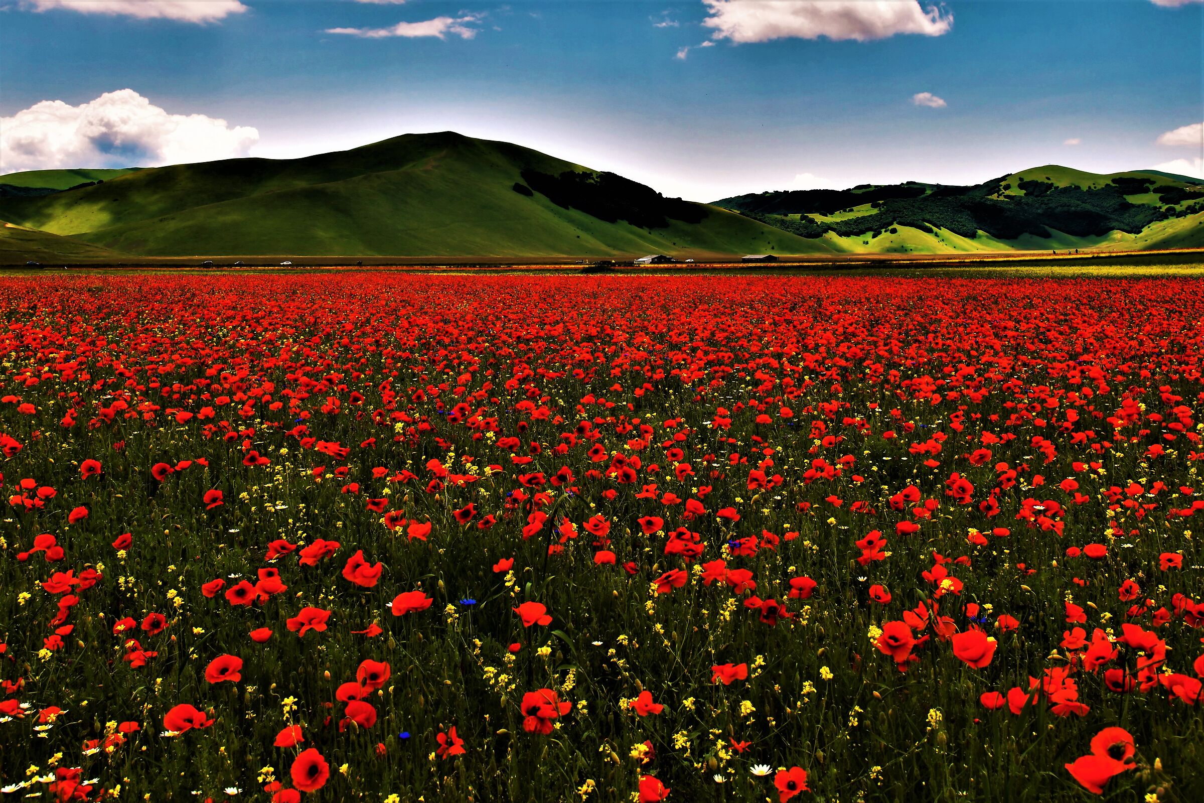 Castelluccio in bloom