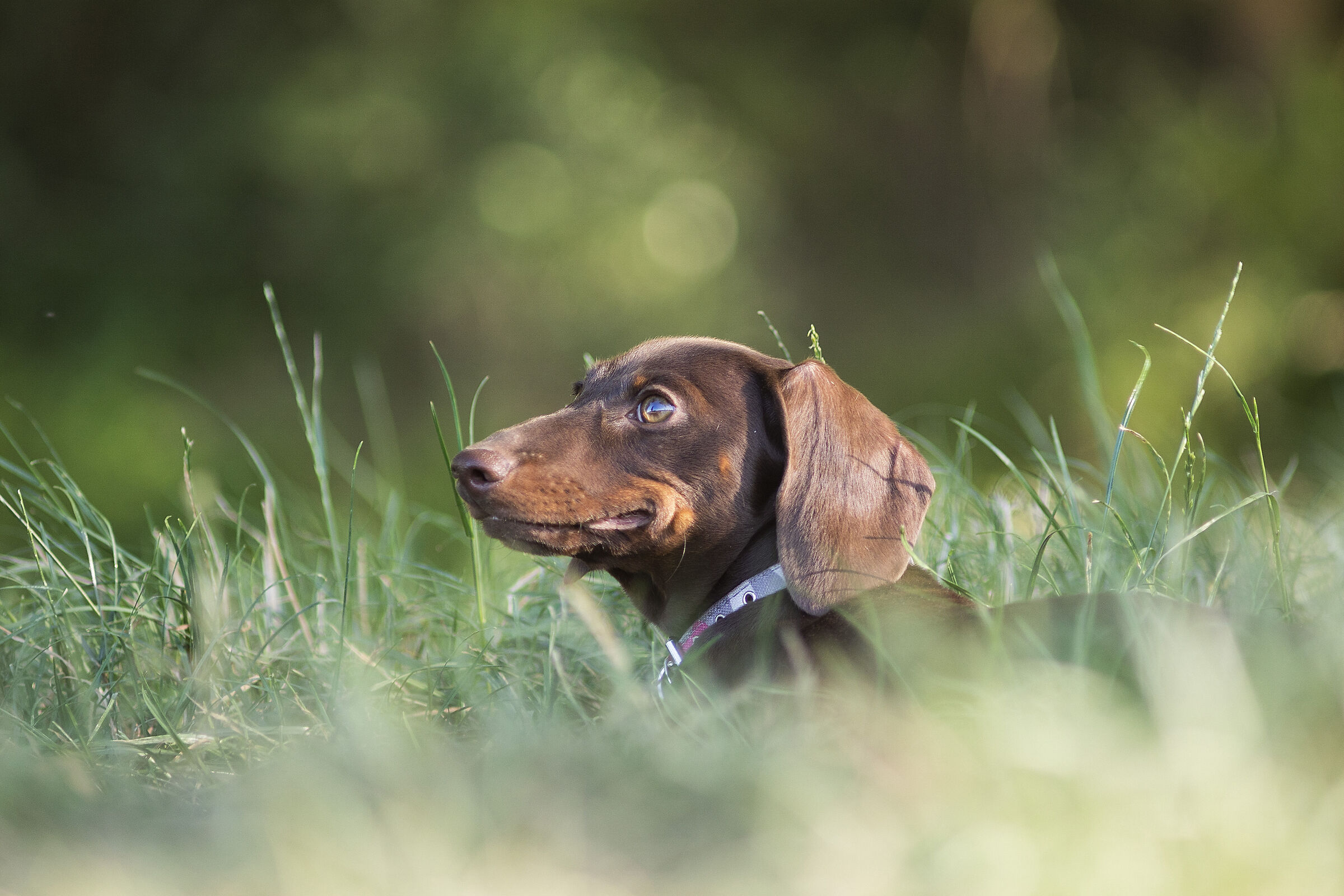 Proud Dachshund