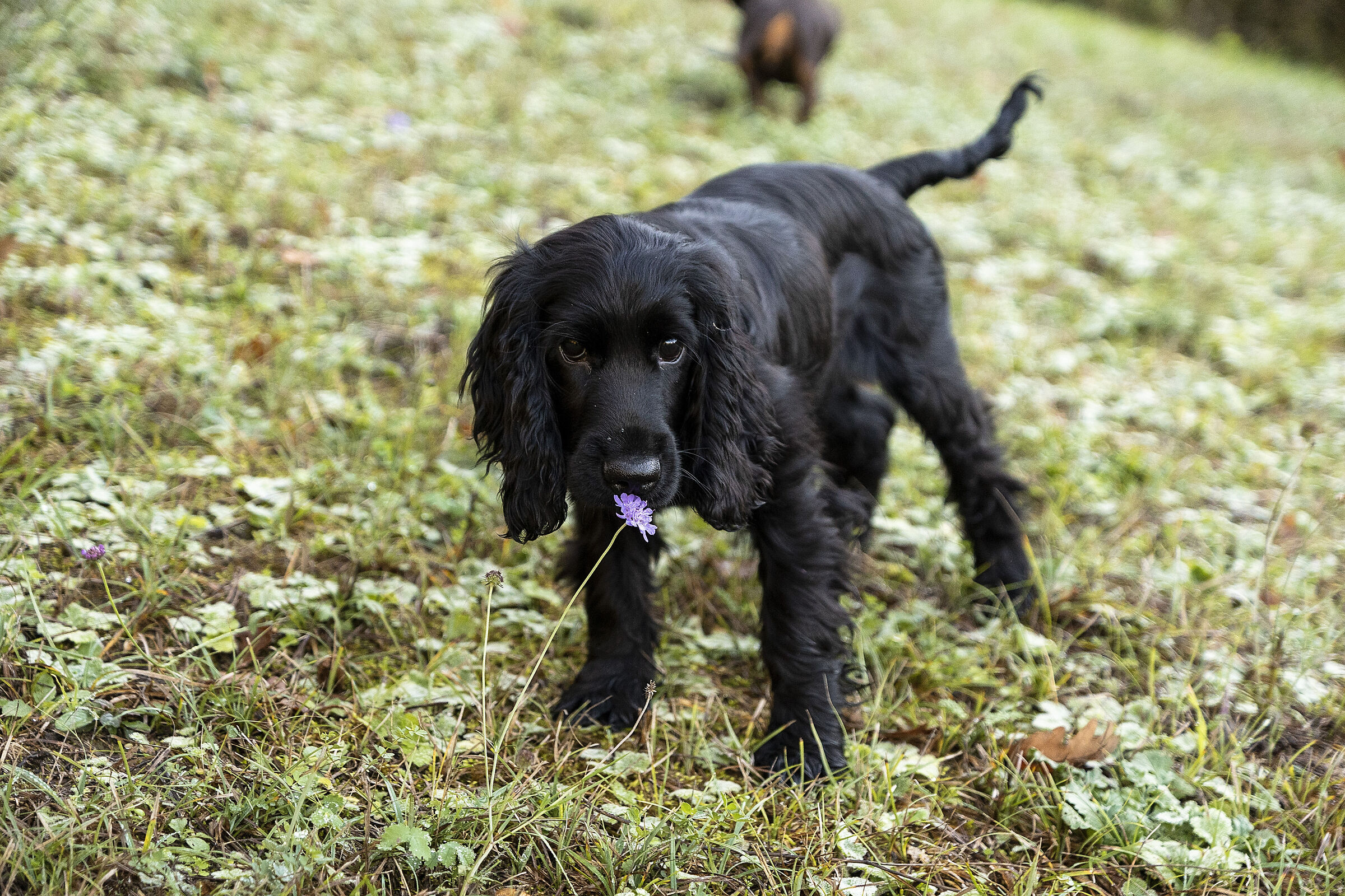 Cocker spaniel with flower