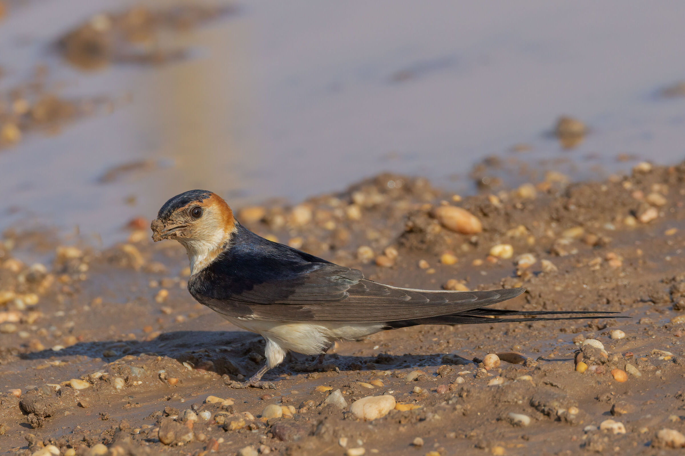Reddish swallow
