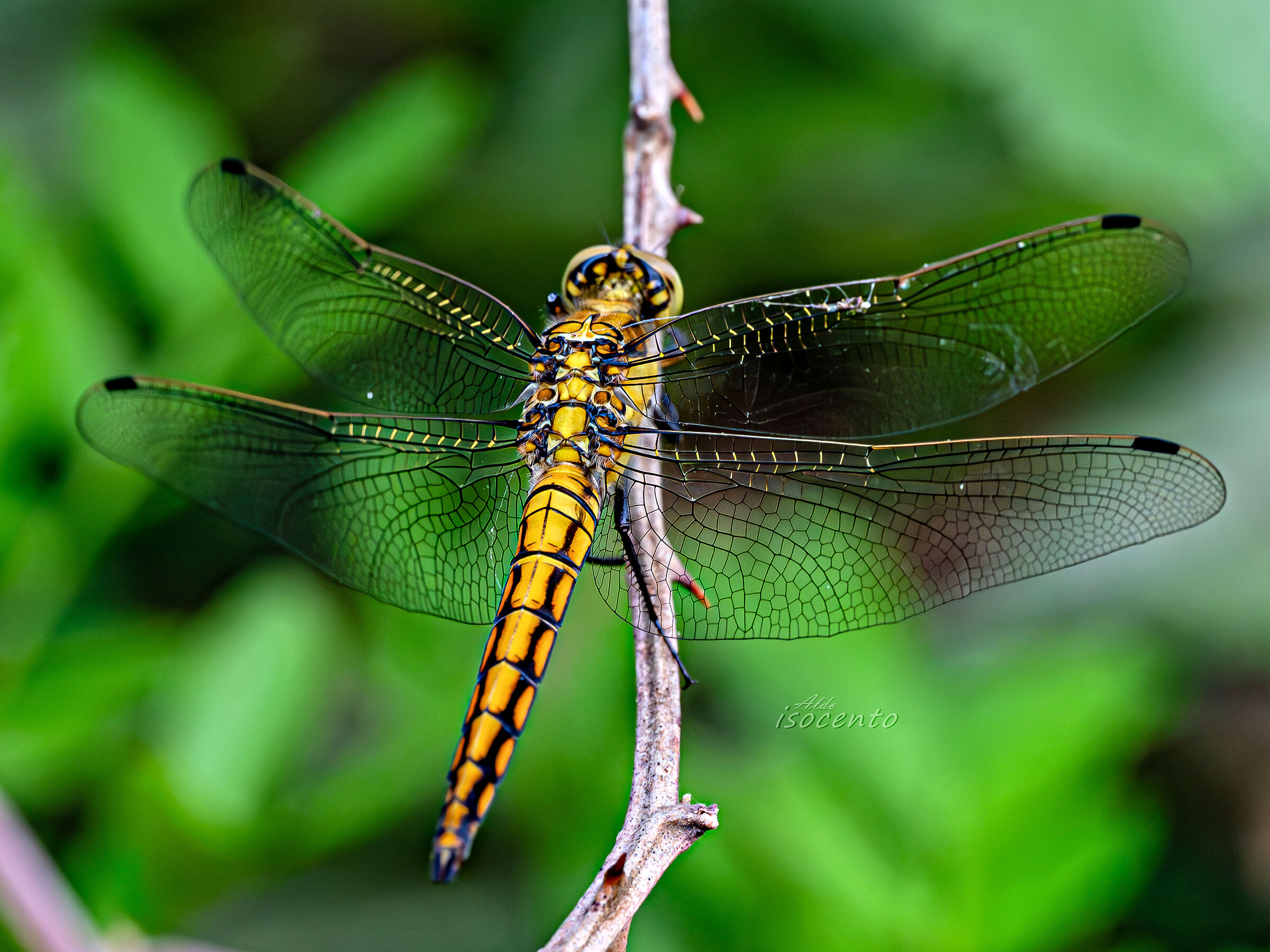 Libellula