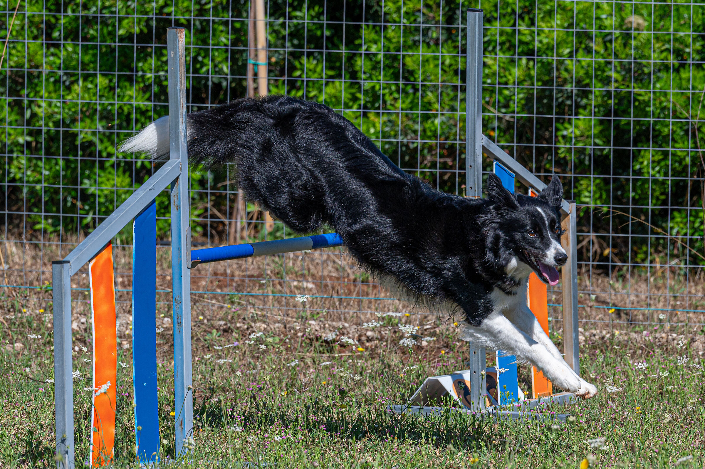 AsiAgility