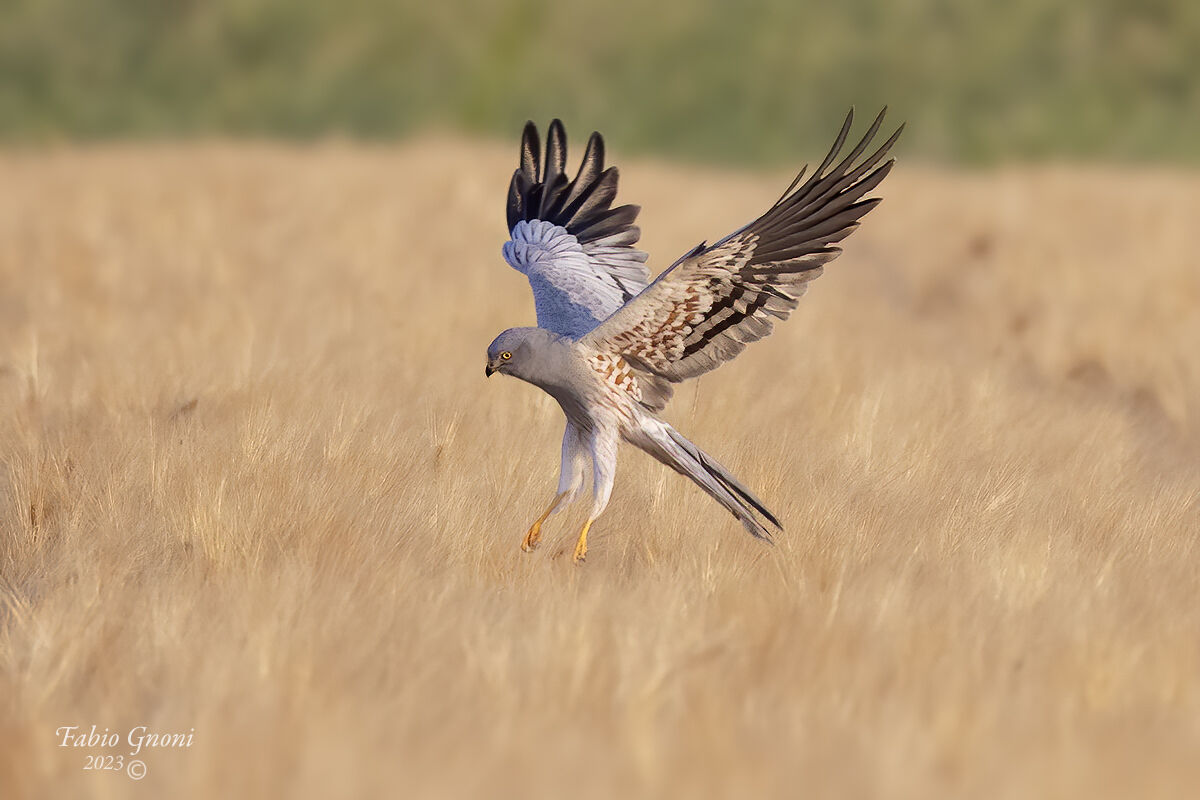 Albanella minore in caccia