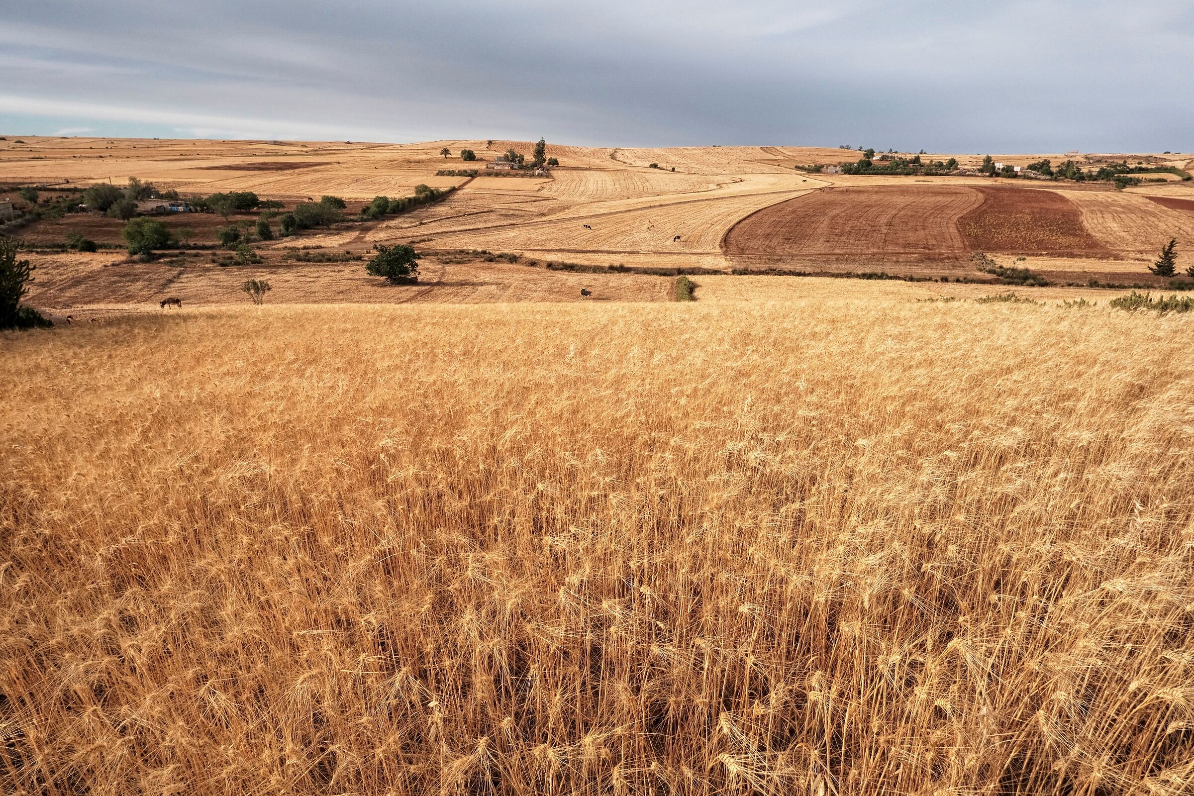 Wheat, wheat, wheat
