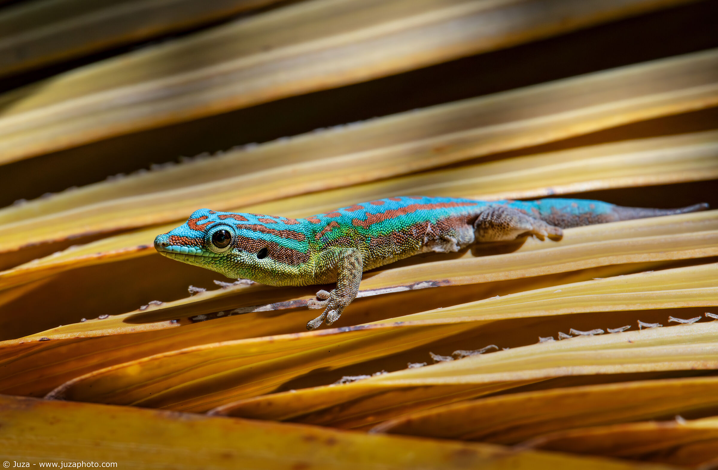 Bluetail Day Gecko (Phelsuma cepediana)