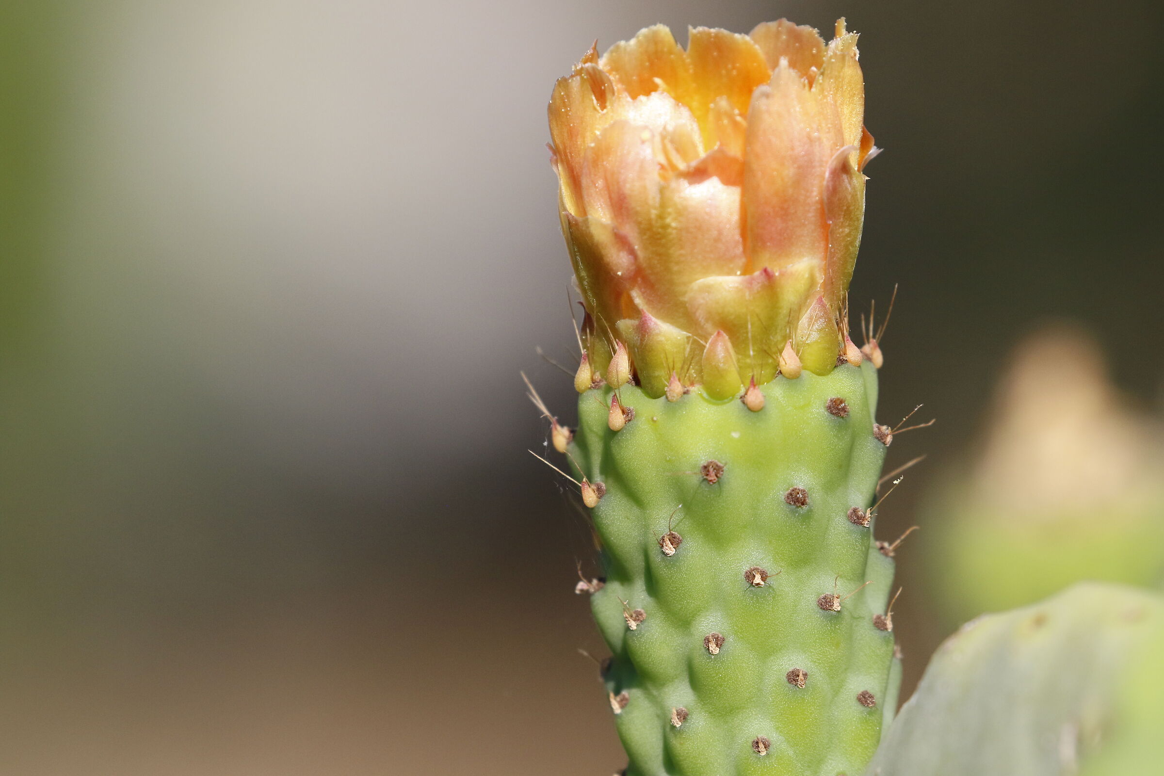 " Crop 6 Cento 40 ", Canon 100- 400 L II, 7 D II