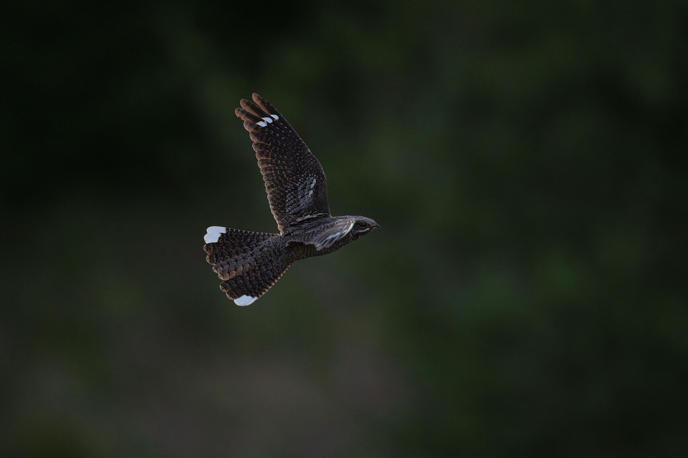 Succiacapre europeo volante