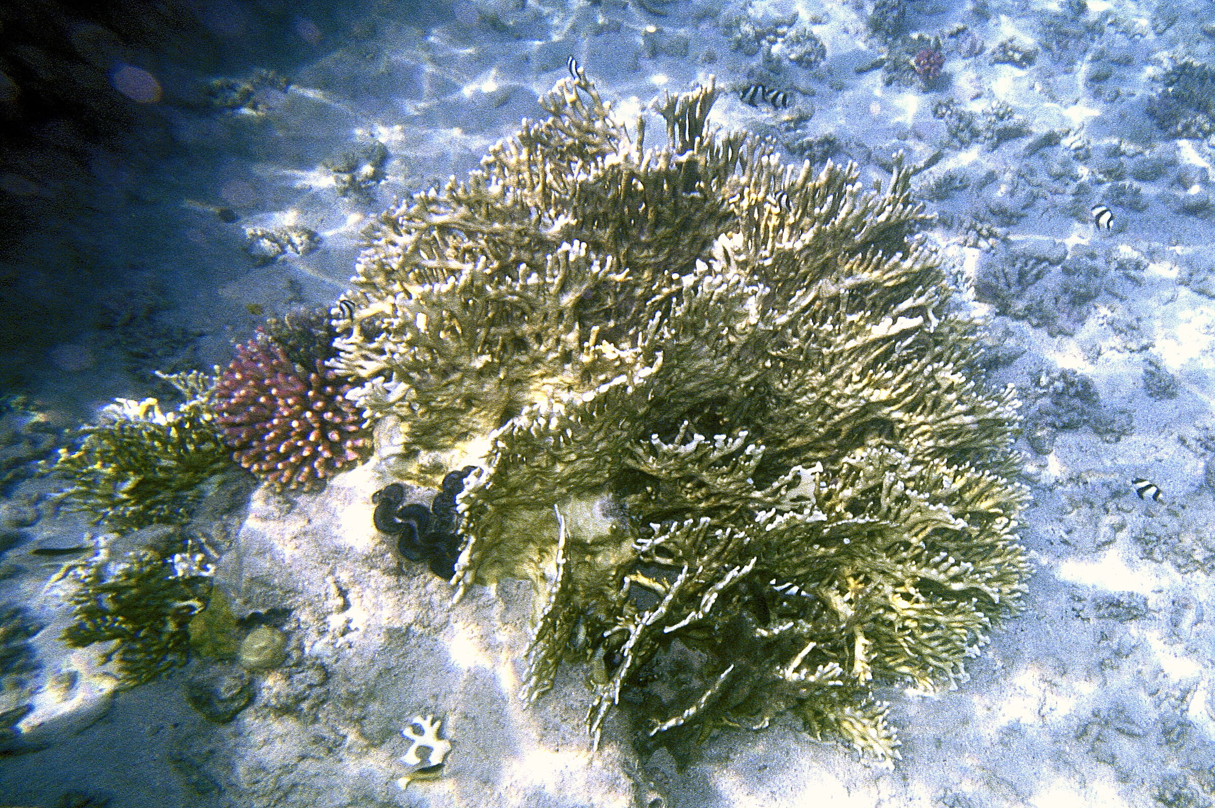 Red Sea Fire coral (Millepora dichotoma)
