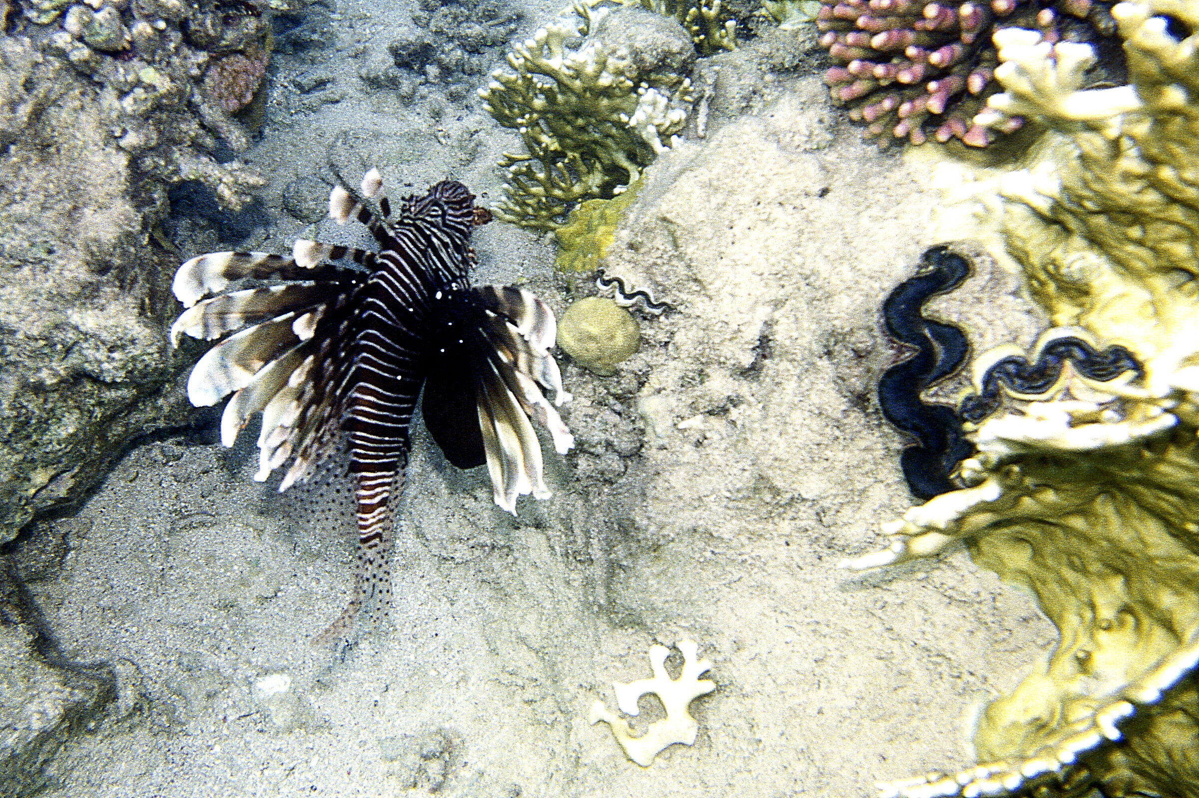 Red Sea P Lion(Pterois volitans)