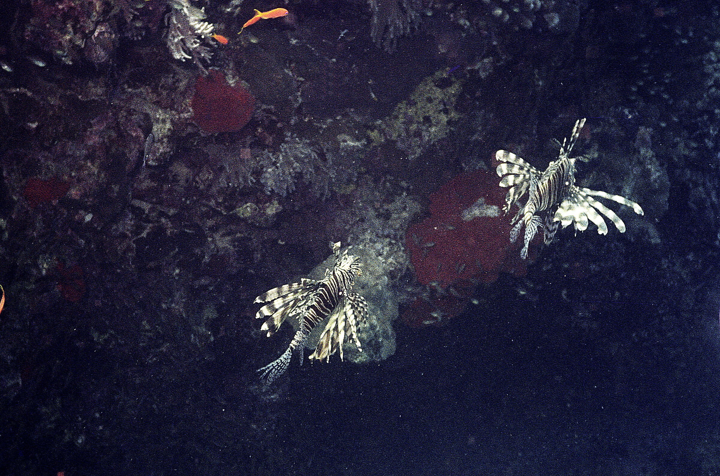 Red Sea P Lion n2(Pterois volitans)