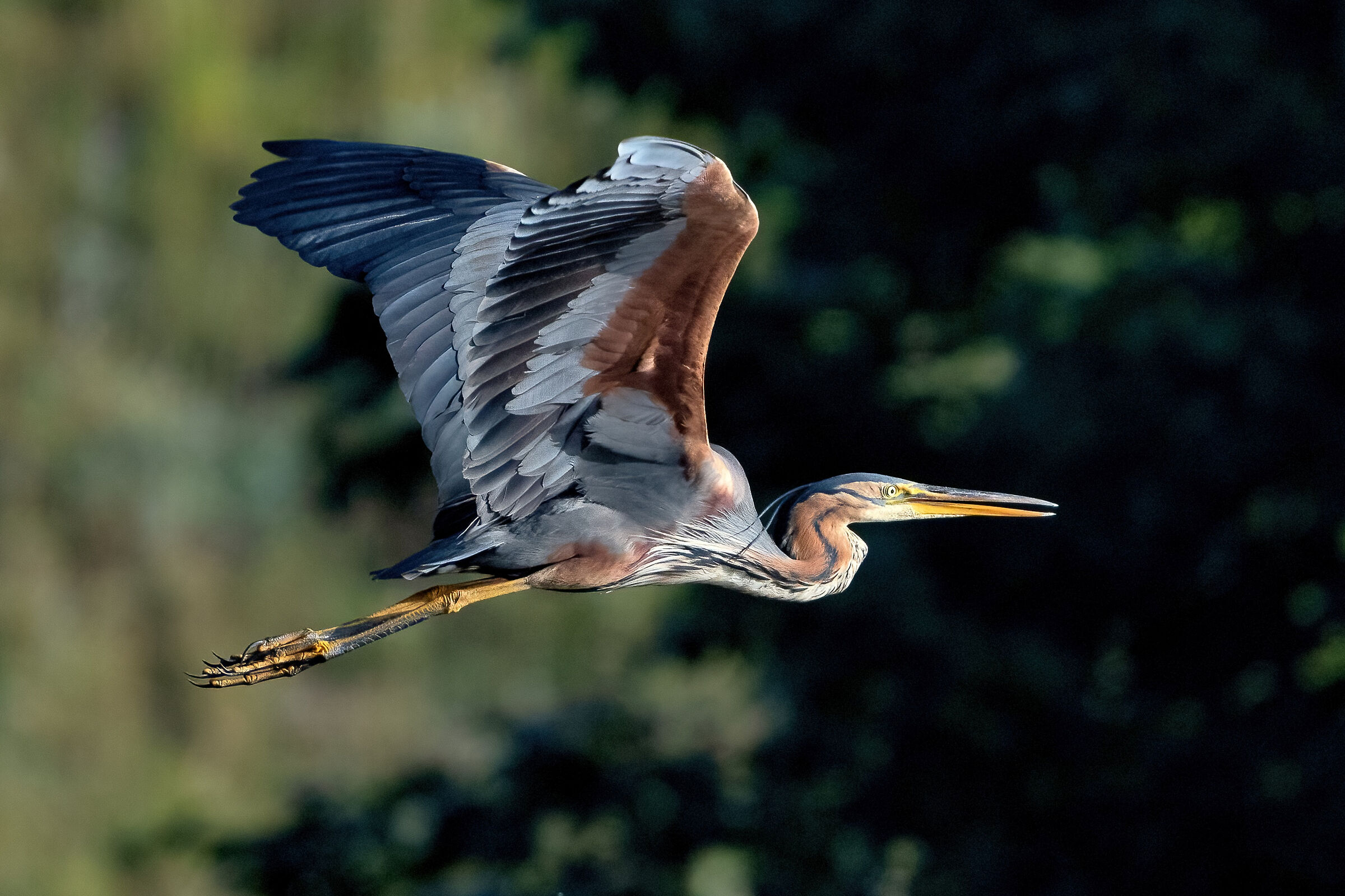 Purple Heron (Ardea purpurea)
