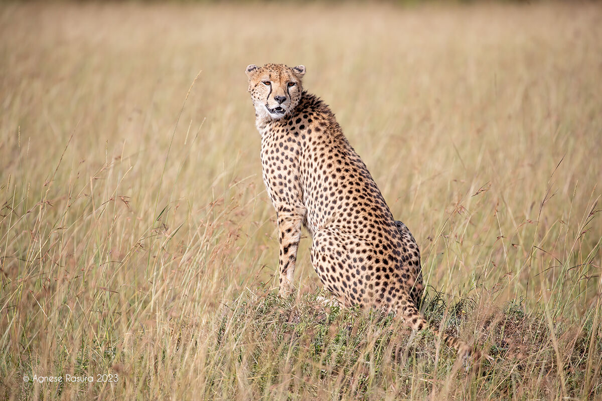 Cheetah