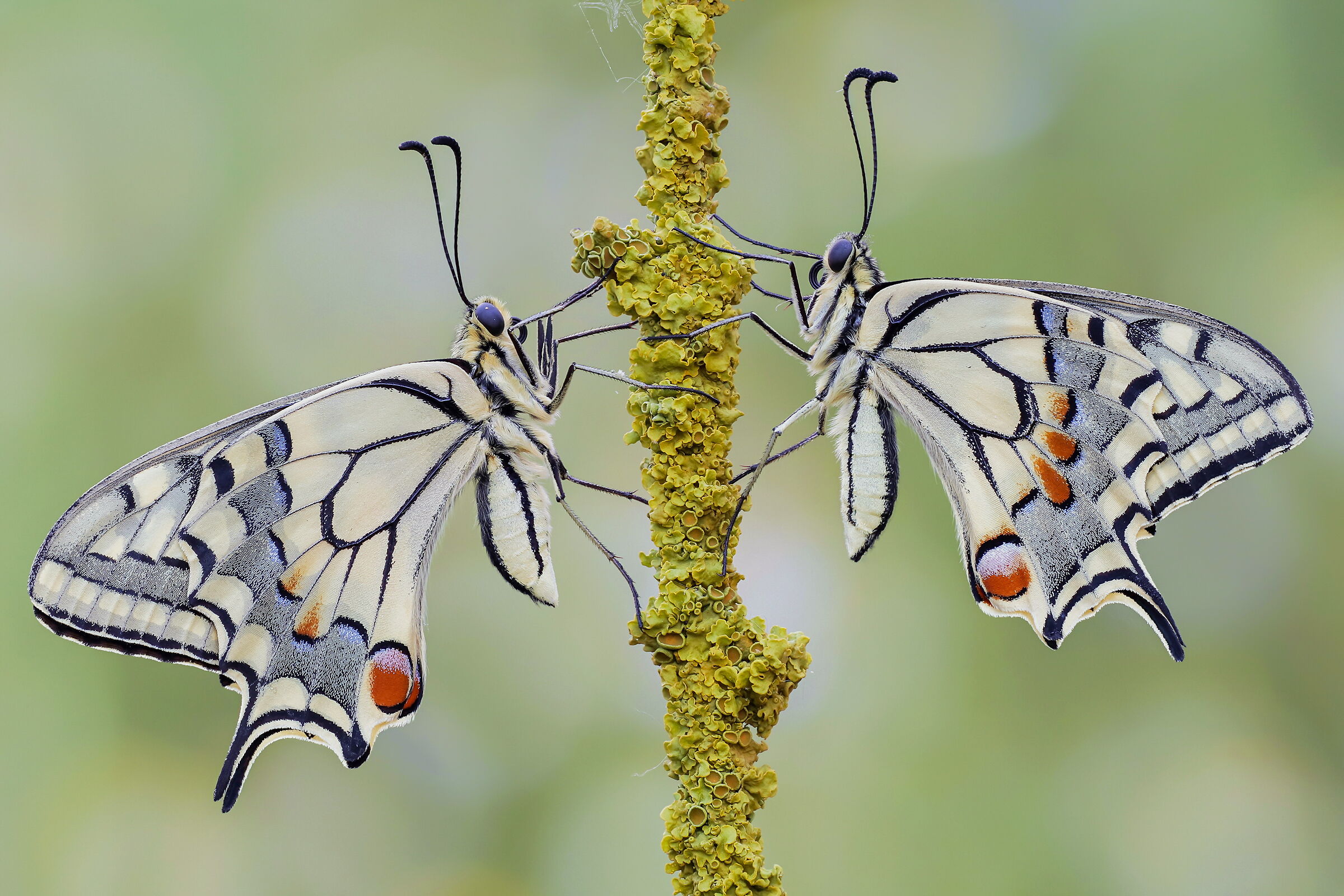 Papilio machaon