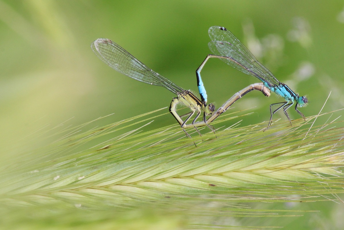 Pair Of Bridesmaids ;)