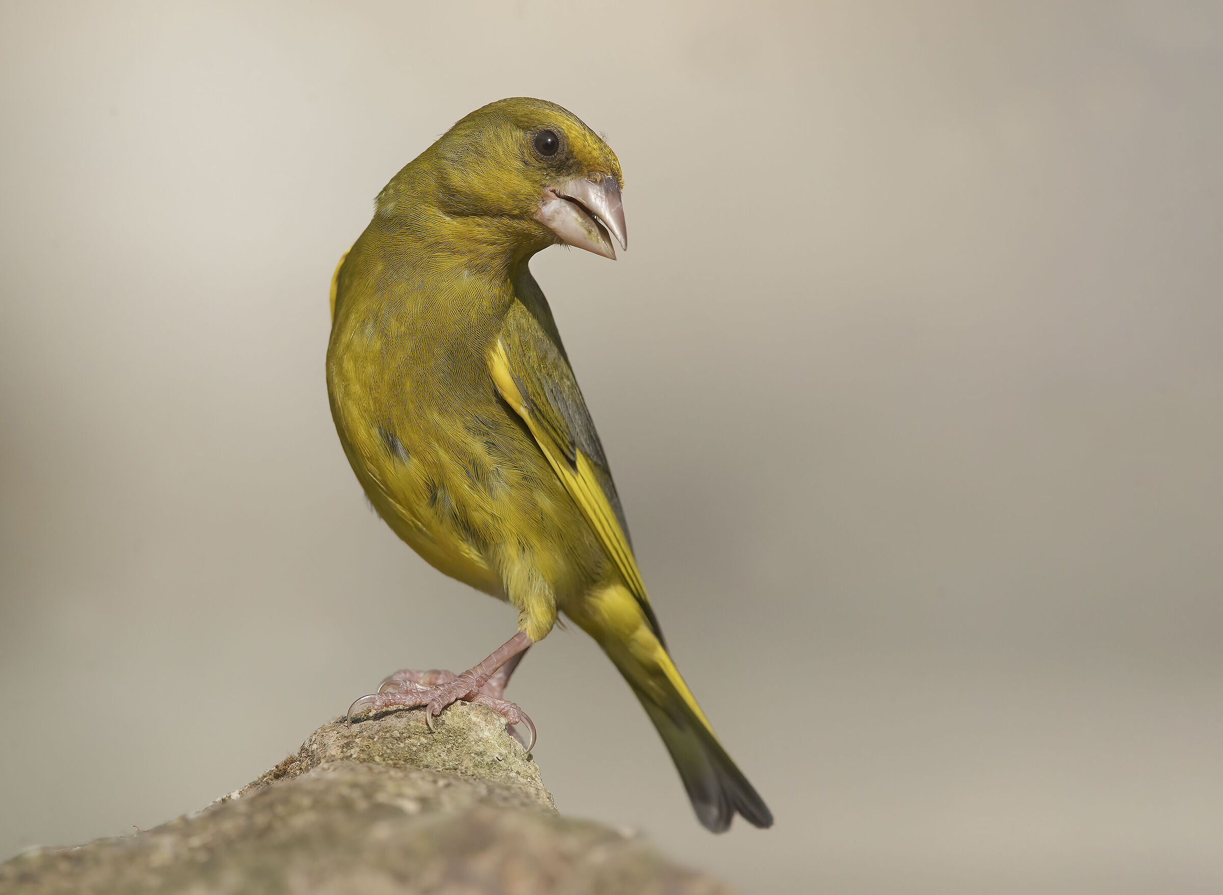 verdone (chloris chloris)