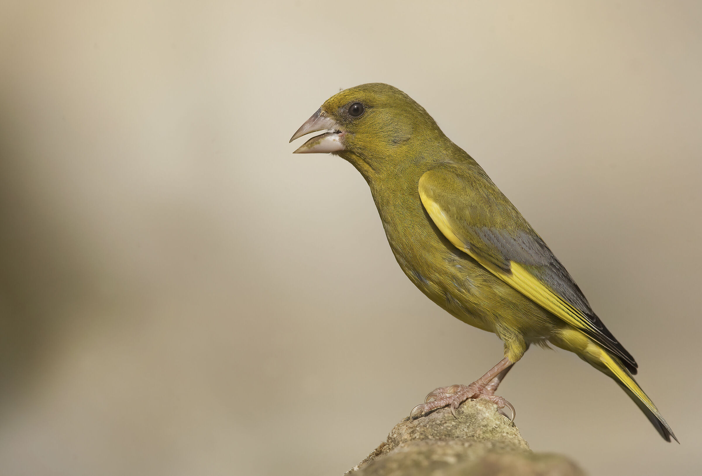 verdone (chloris chloris)