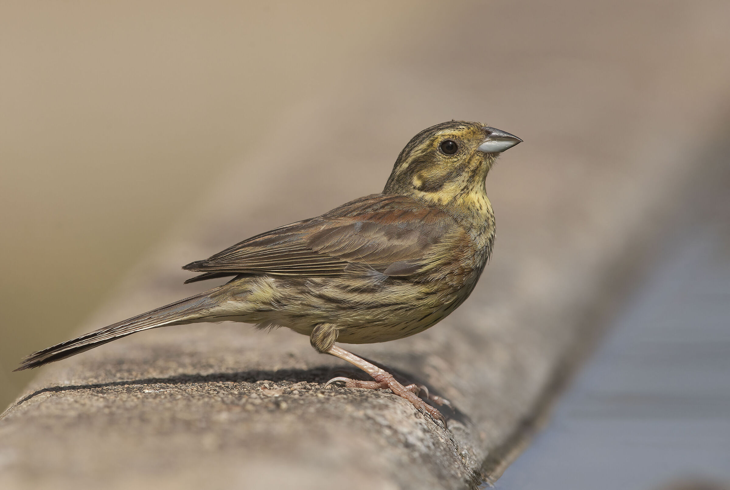zigolo nero (emberiza cirlus)