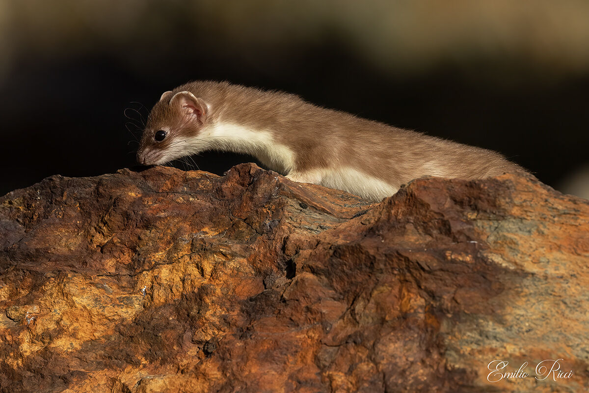 Ermine