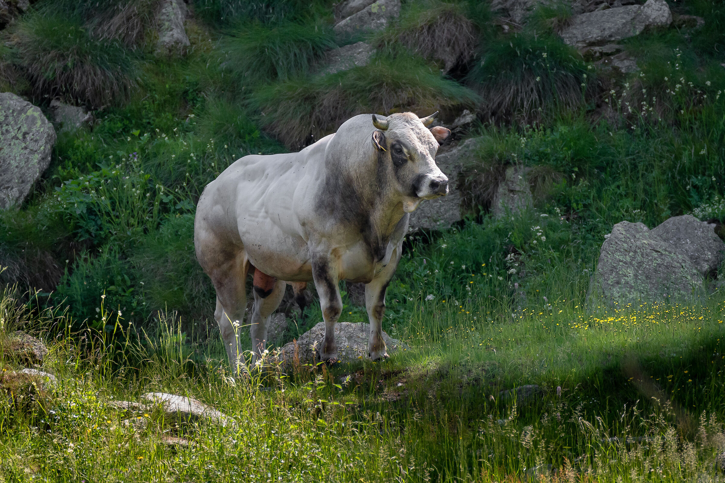 The Bull....