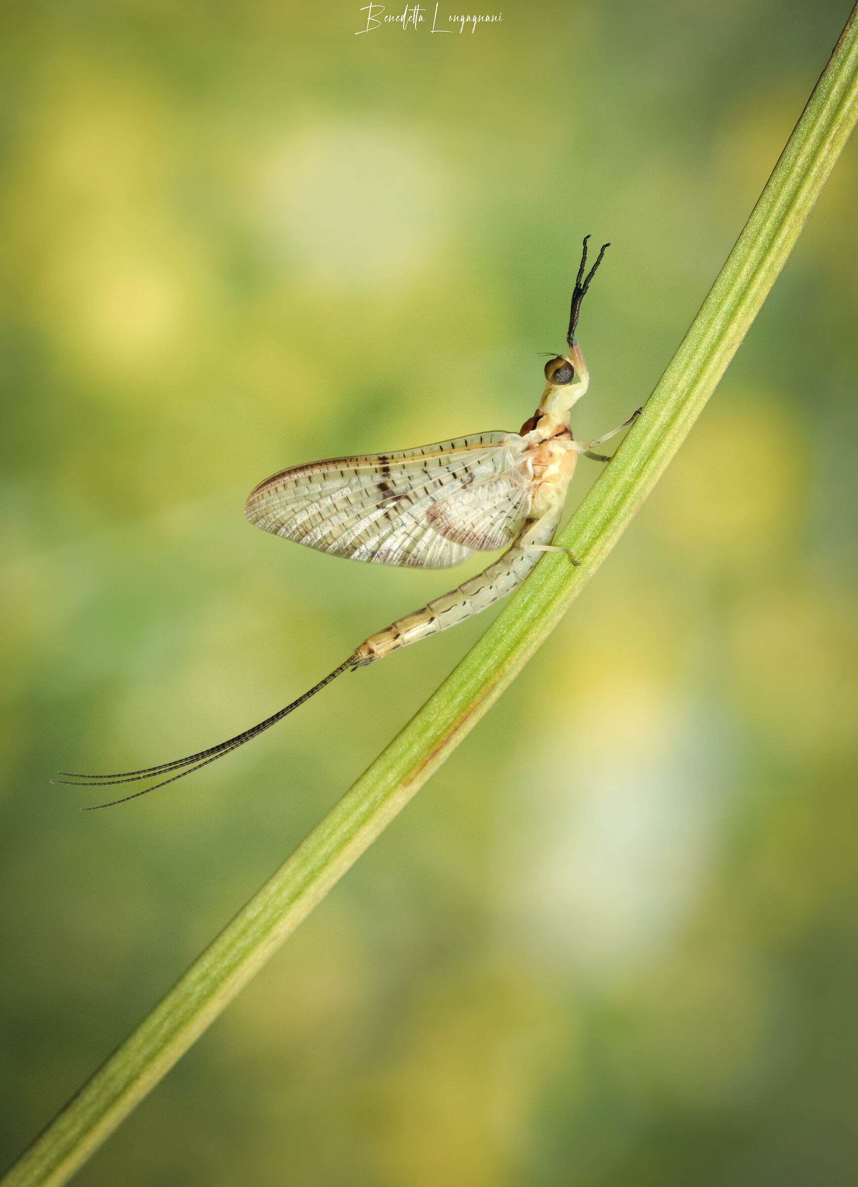 Mayfly