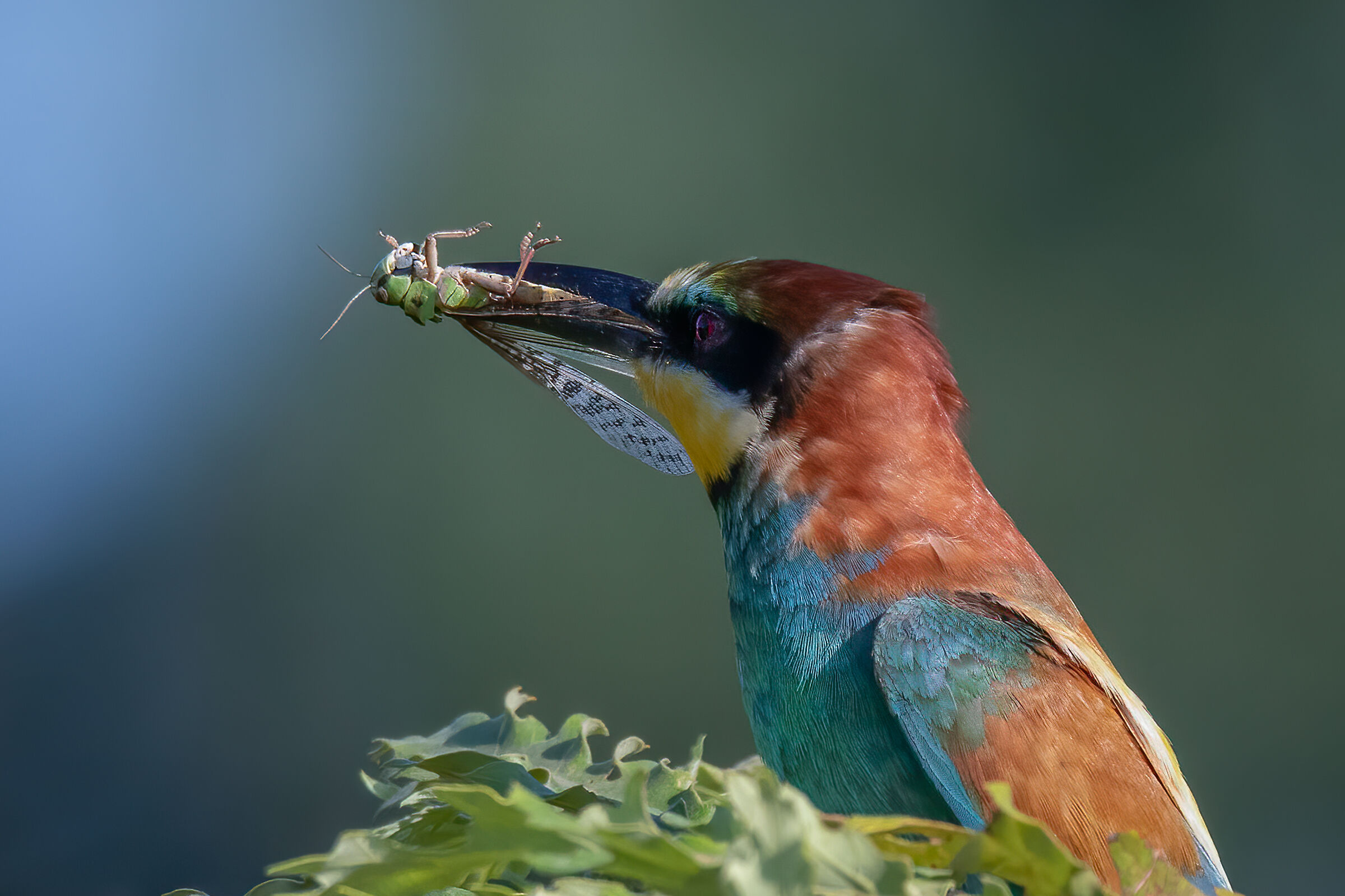 Gruccione(Merops apiaster)