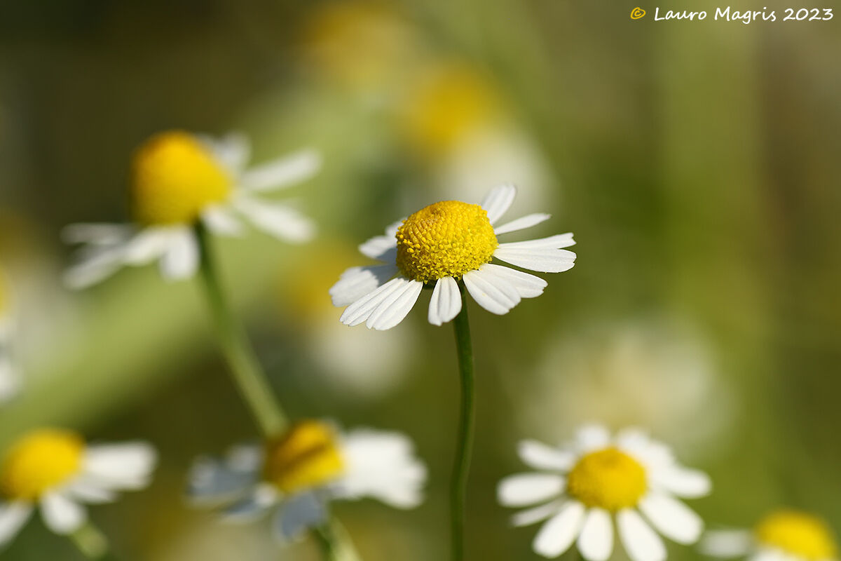 Common chamomile (Matricaria chamomilla)