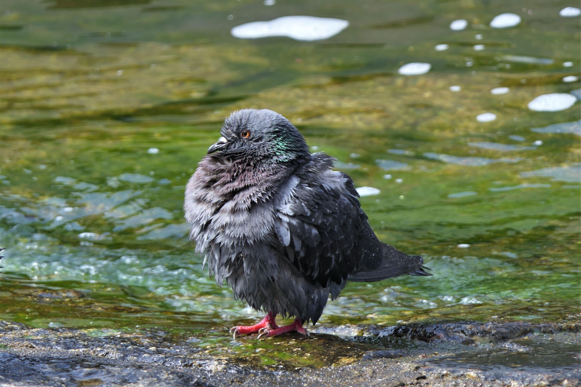 ruffled